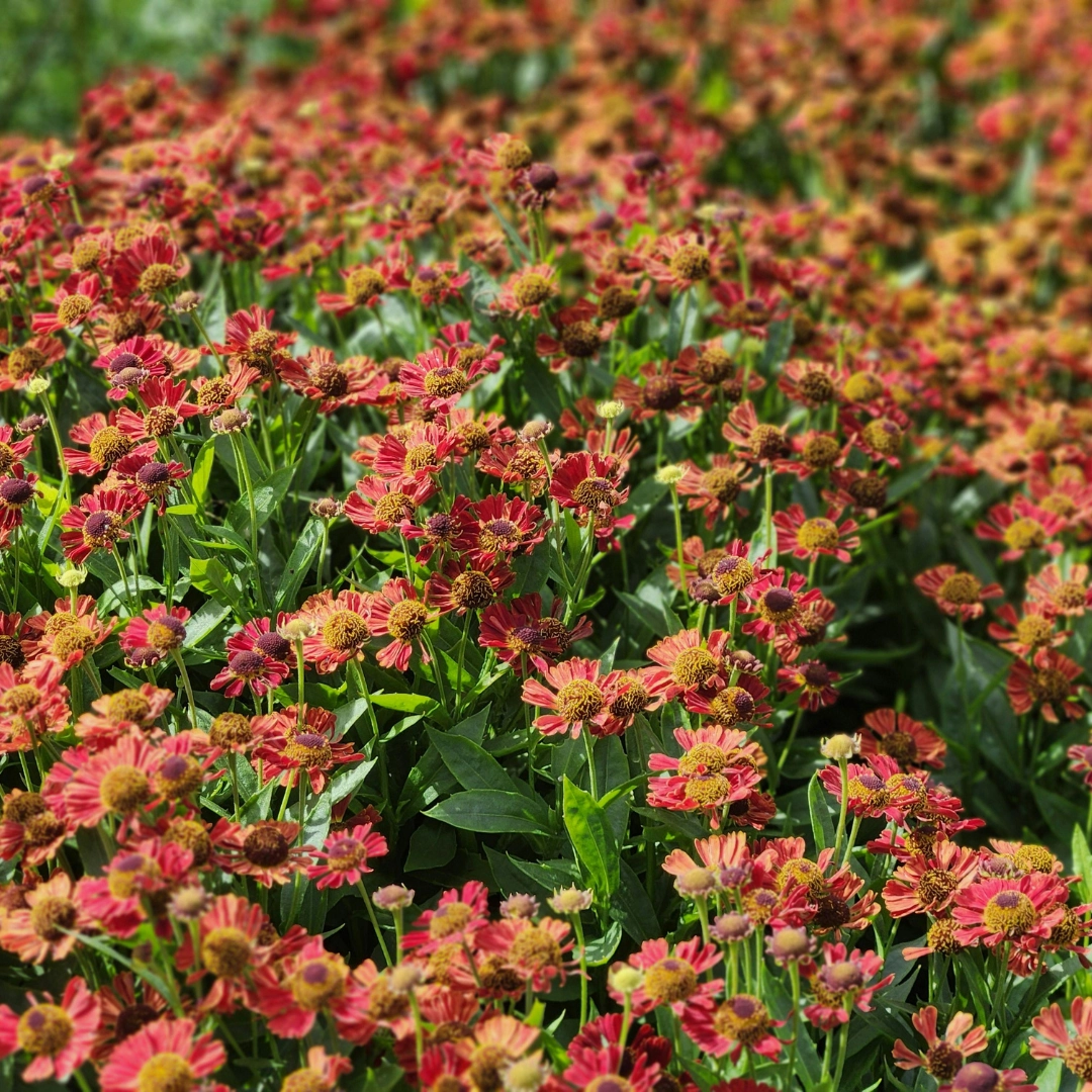 Helenium ‘Moerheim Beauty’