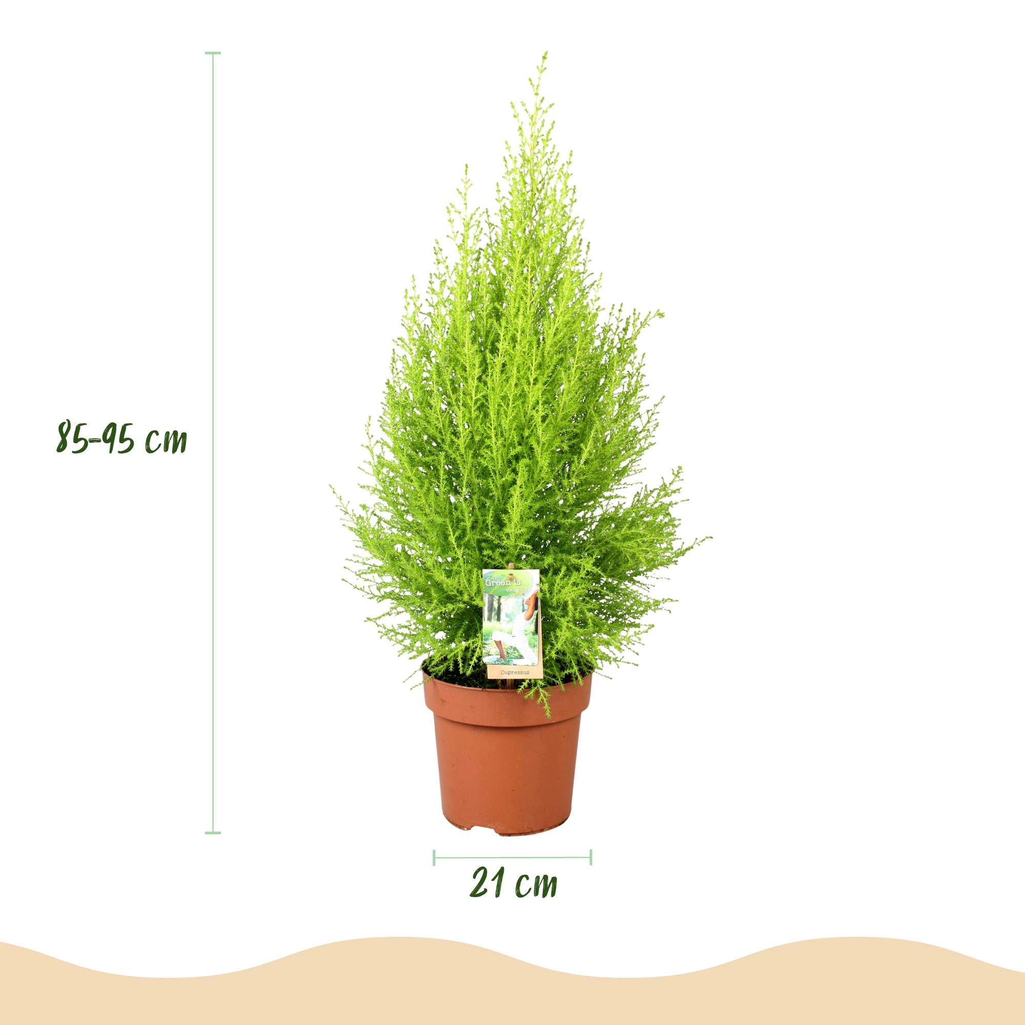Cupressus Gold Crest Wilma