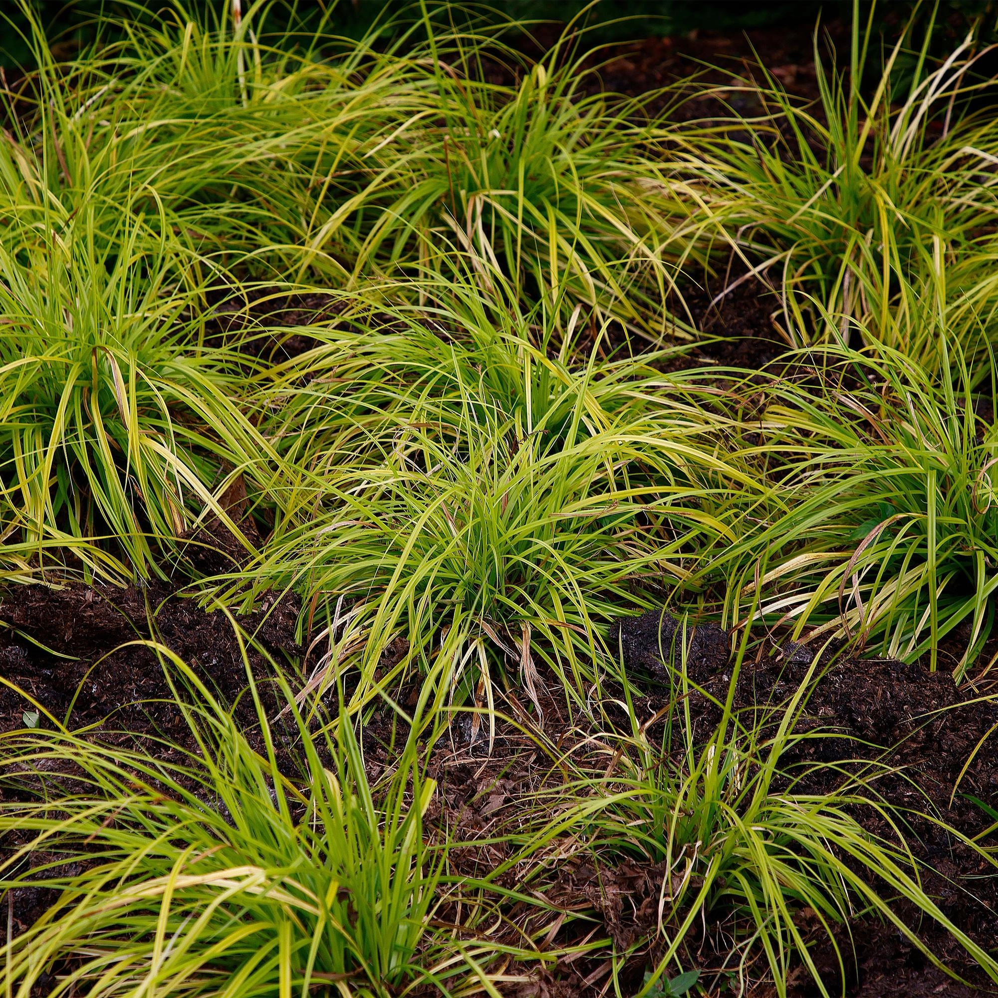Ziergräser - Carex oshimensis Everillo - Gelb - 4 Pflanzen - Immergrün - Wenig Pflege - Topf 17cm Höhe 50cm