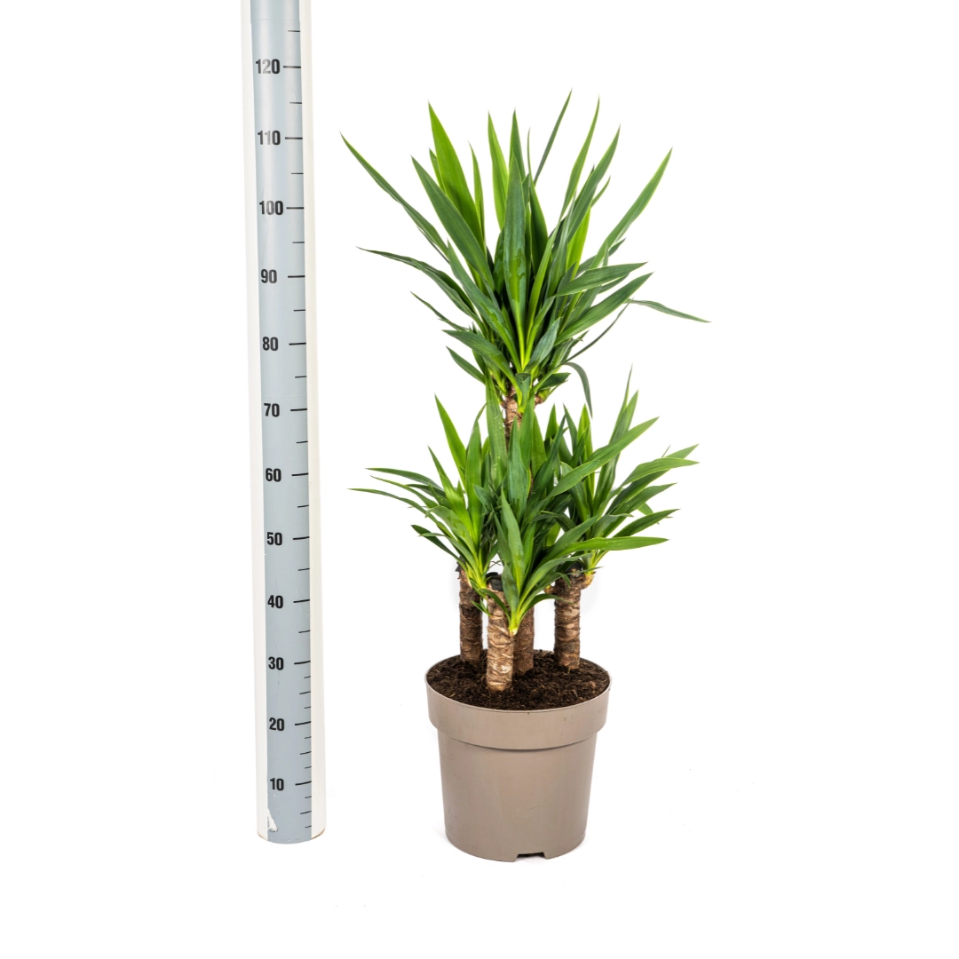 Yucca Elephantipes Ø30cm - ↕90 - 110cm Bild 5