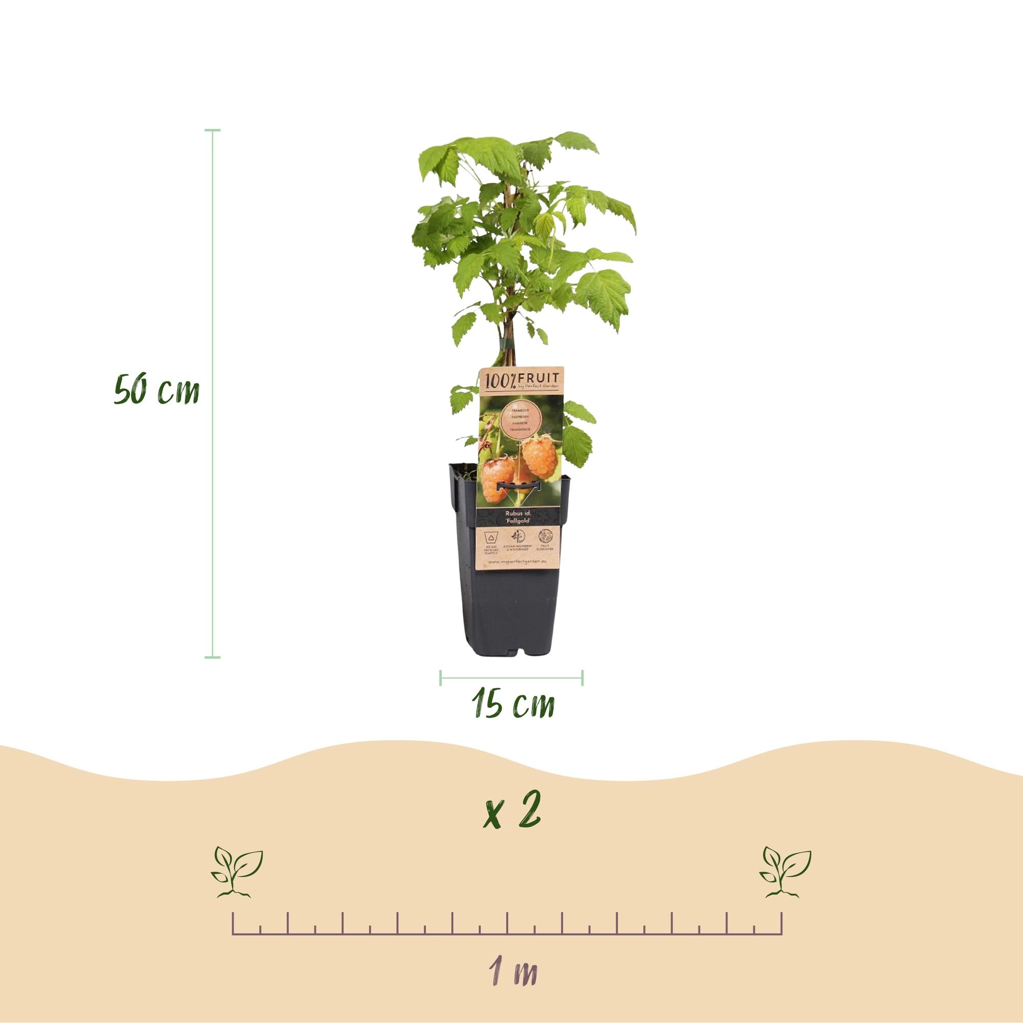 Green boutiQ - Fruit Plant - Rubus idaeus Fallgold - Raspberry Plant - Hardy - Yellow Raspberry - 2 Plants - Pot 15cm - Height 50cm Bild 3