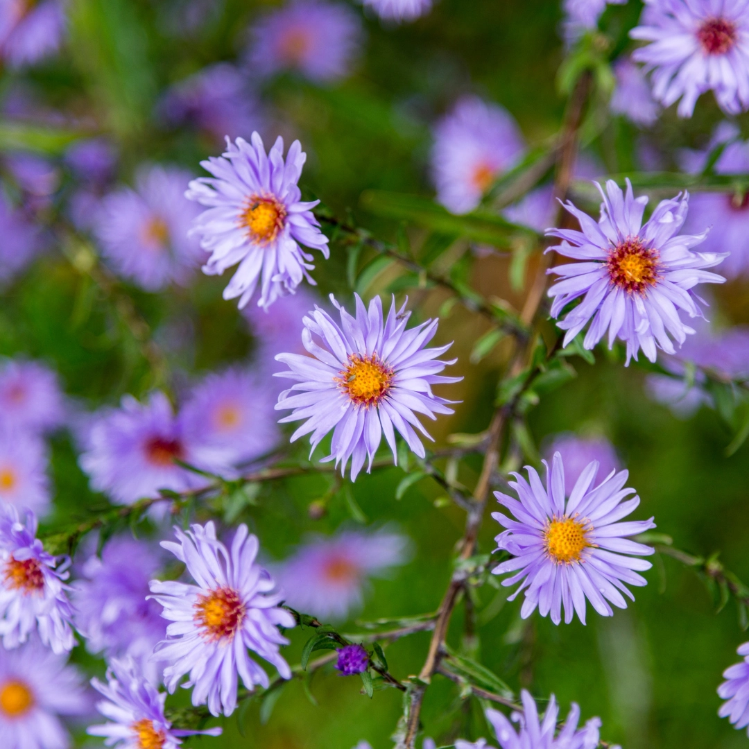 Aster frikartii ‘Mönch’