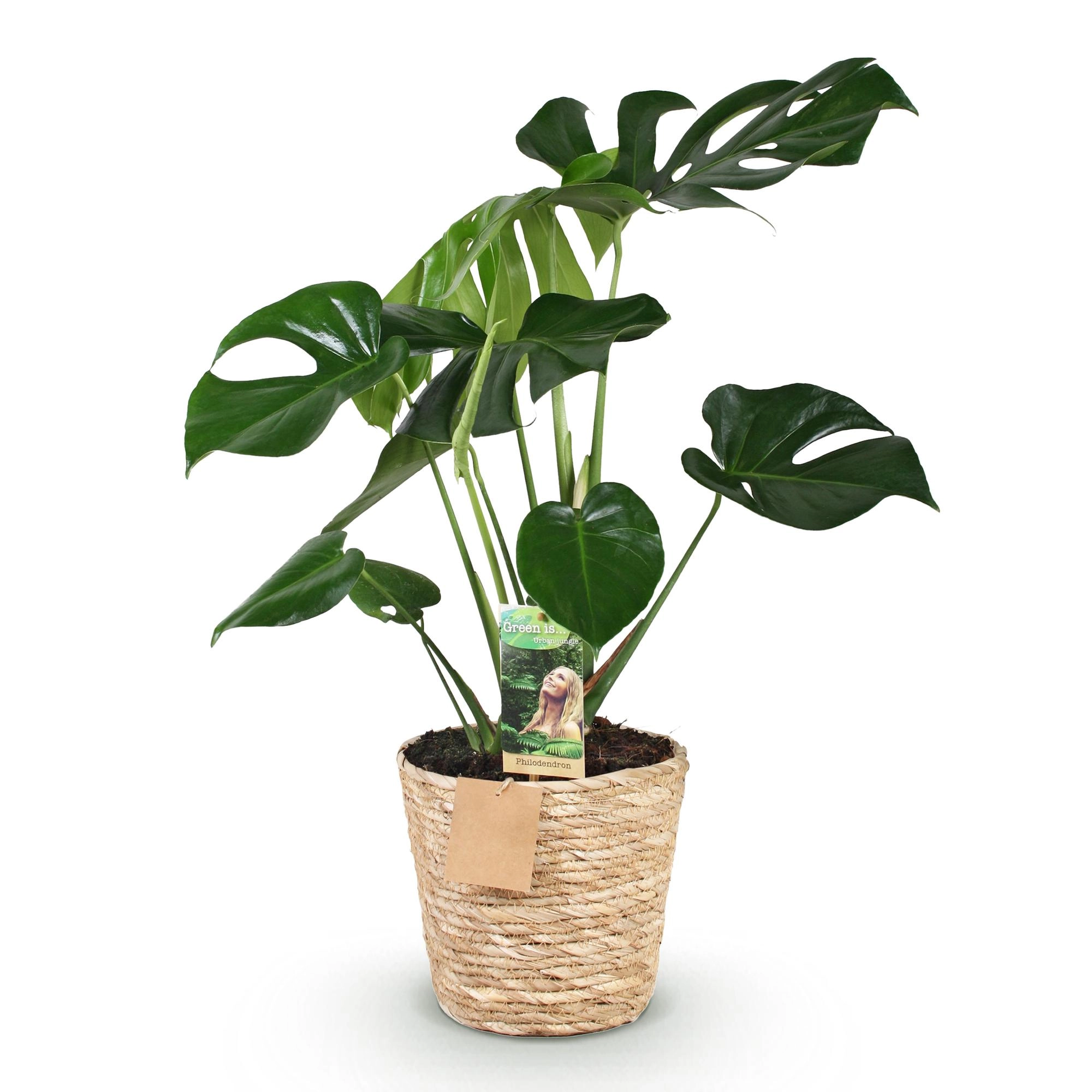 Monstera Deliciosa