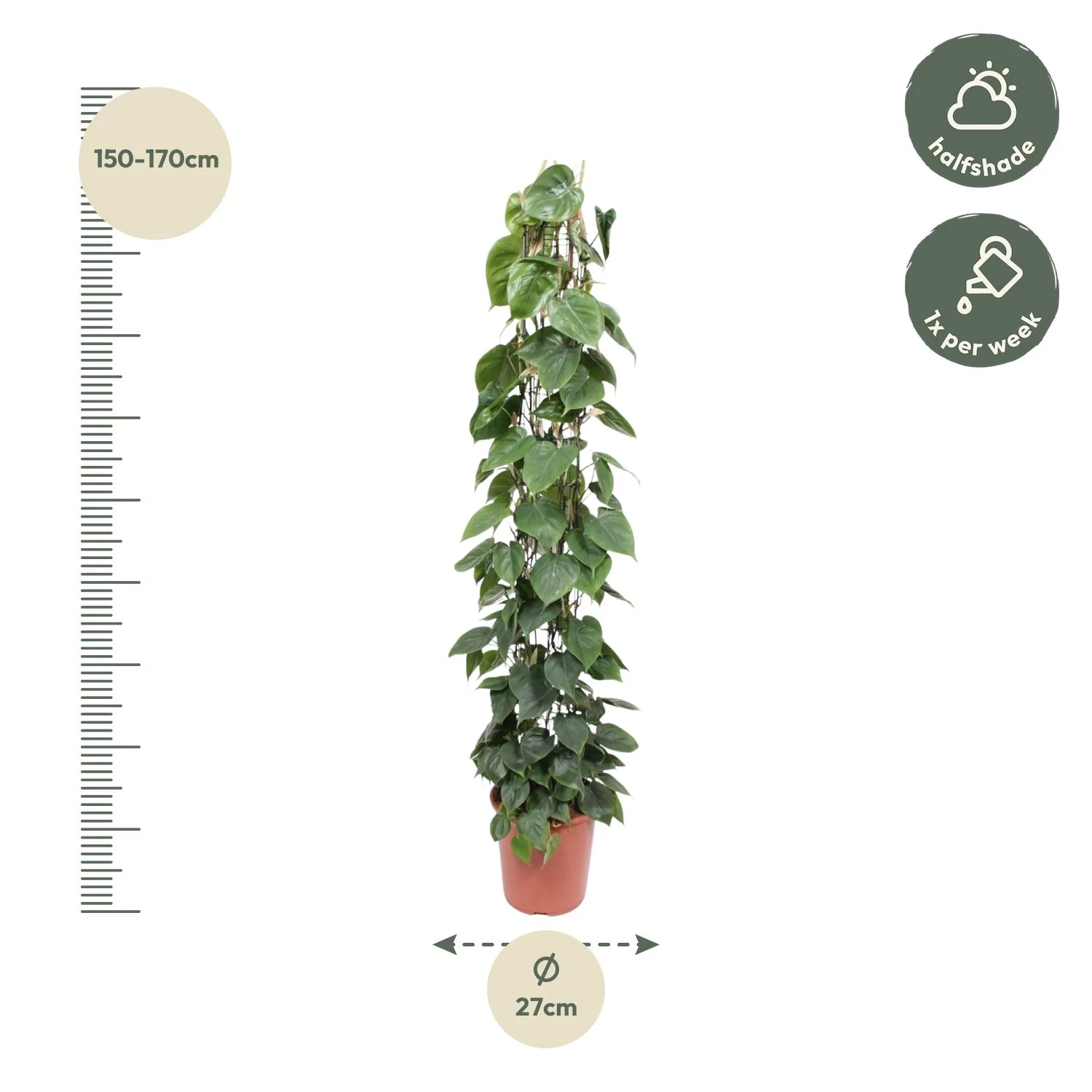 Philodendron Scandens wire mesh rack - 160 cm - ø27 Bild 2