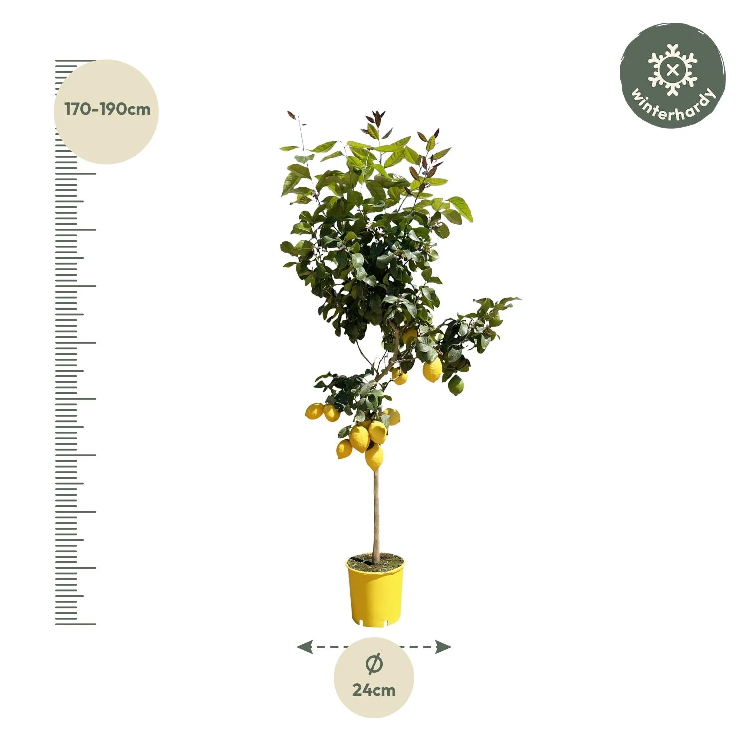 Zitronenbaum - 150 cm - ø24