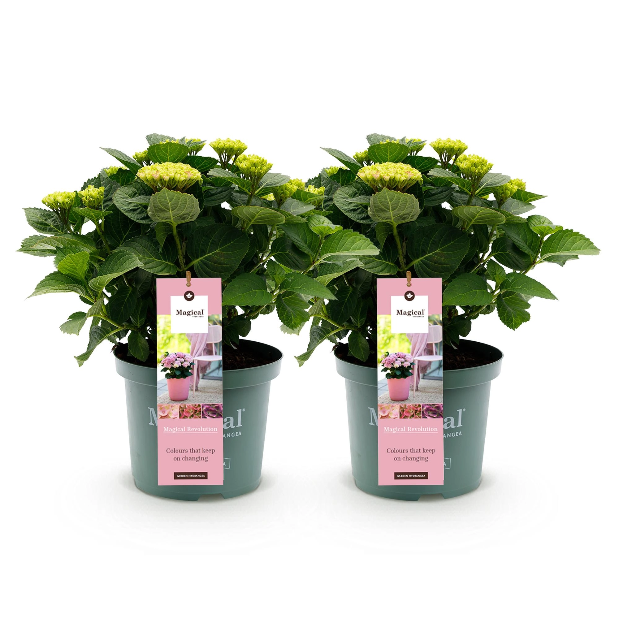 Balkonpflanze - Hortensie - Hydrangea Magical Revolution Pink - Pink - 6-10 Blüten - 2 Pflanzen - Topf 23cm Höhe 55cm