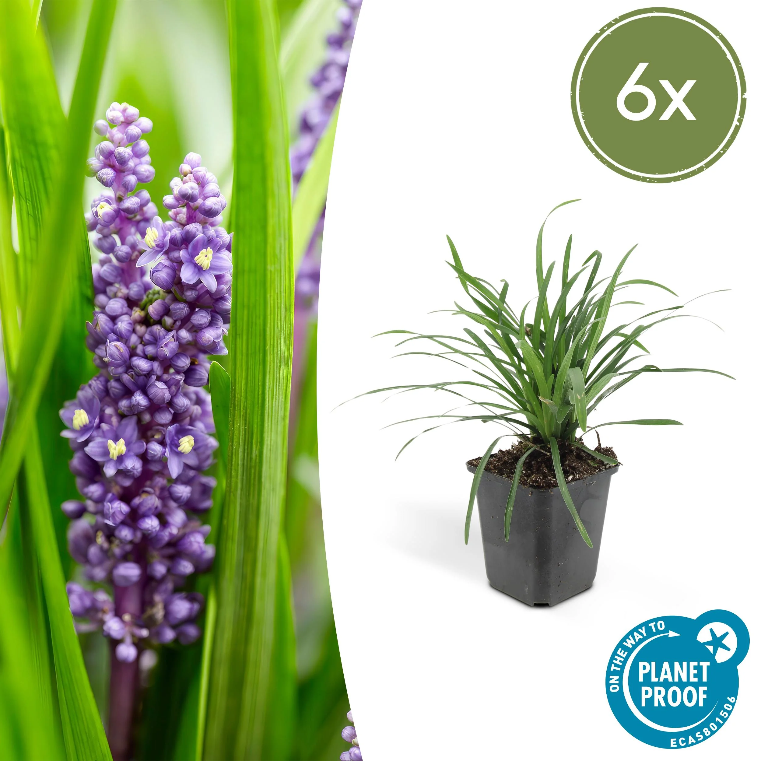 Liriope muscari 'Moneymaker'