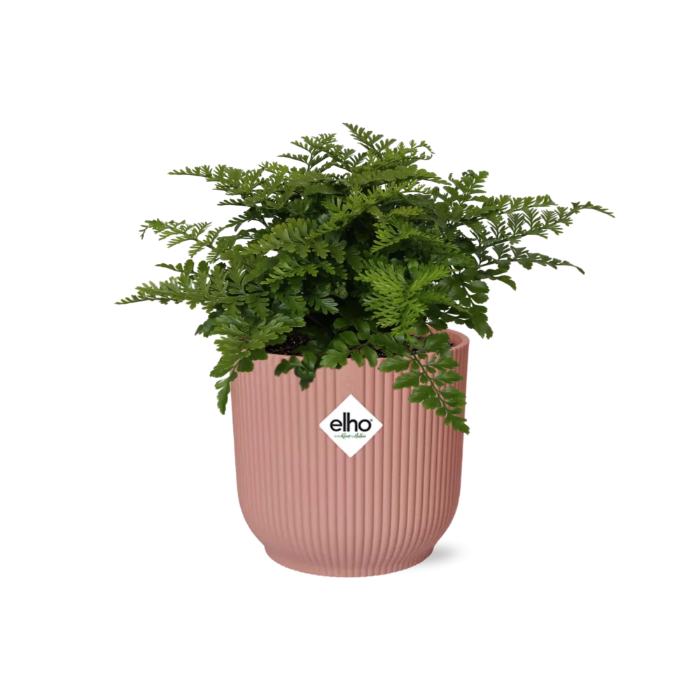 Asplenium Parvati – Pflegeleichter Spleenwort