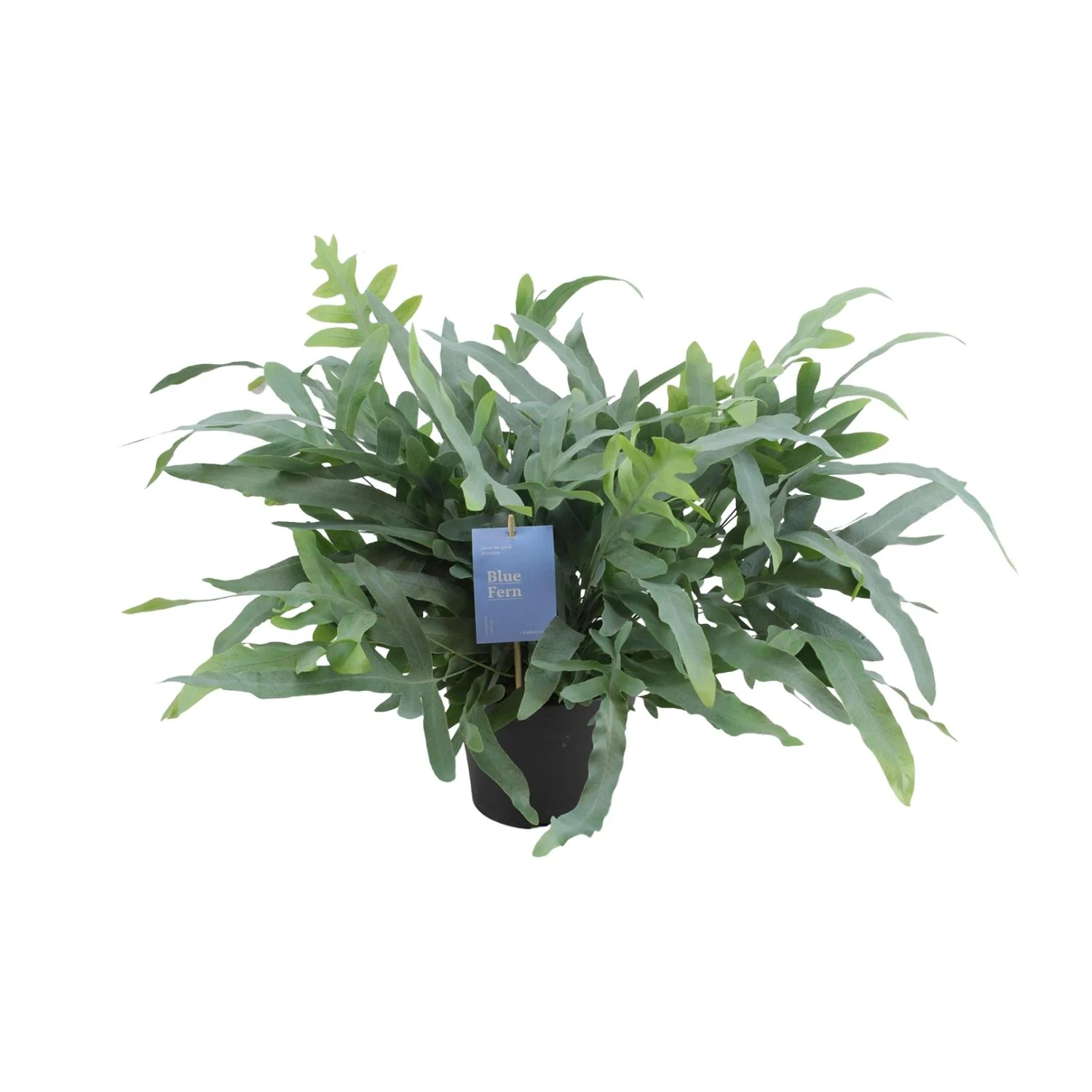 Phlebodium Aureum Blue Fern – Goldfarn