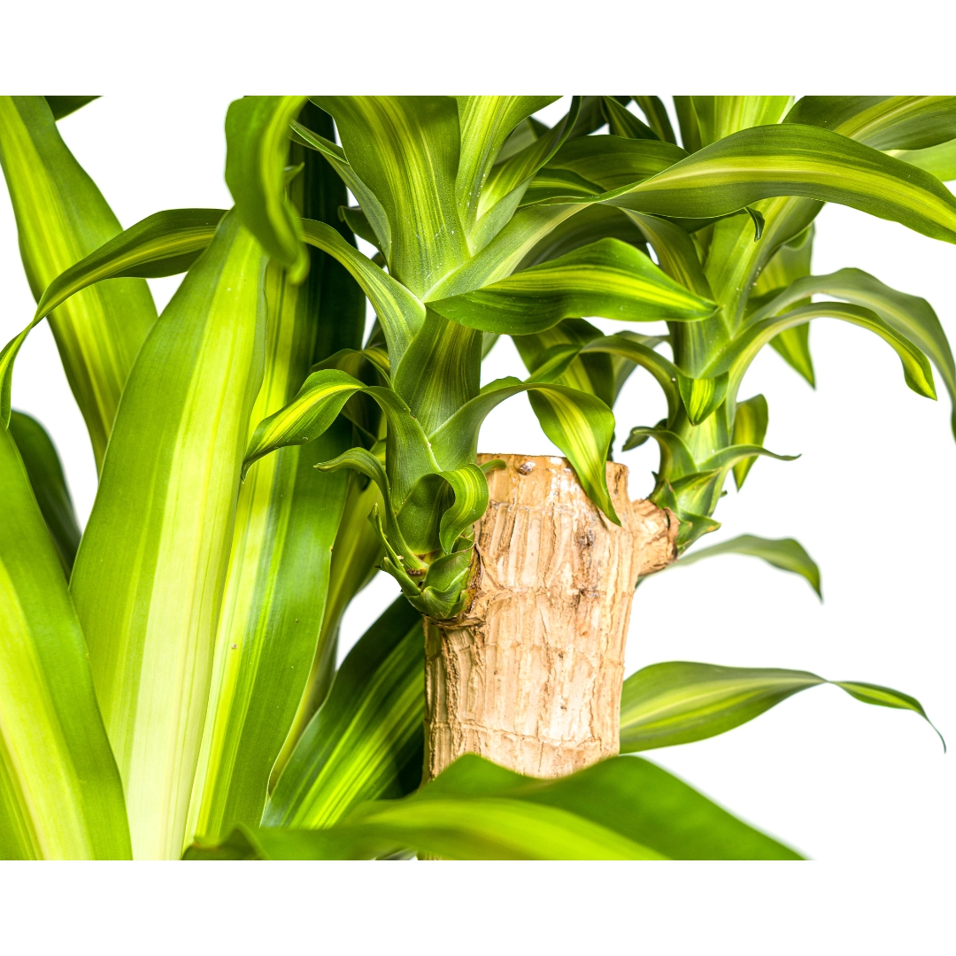 Dracaena Fragrans Massangeana – Zimmerpflanze mit tropischem Flair
