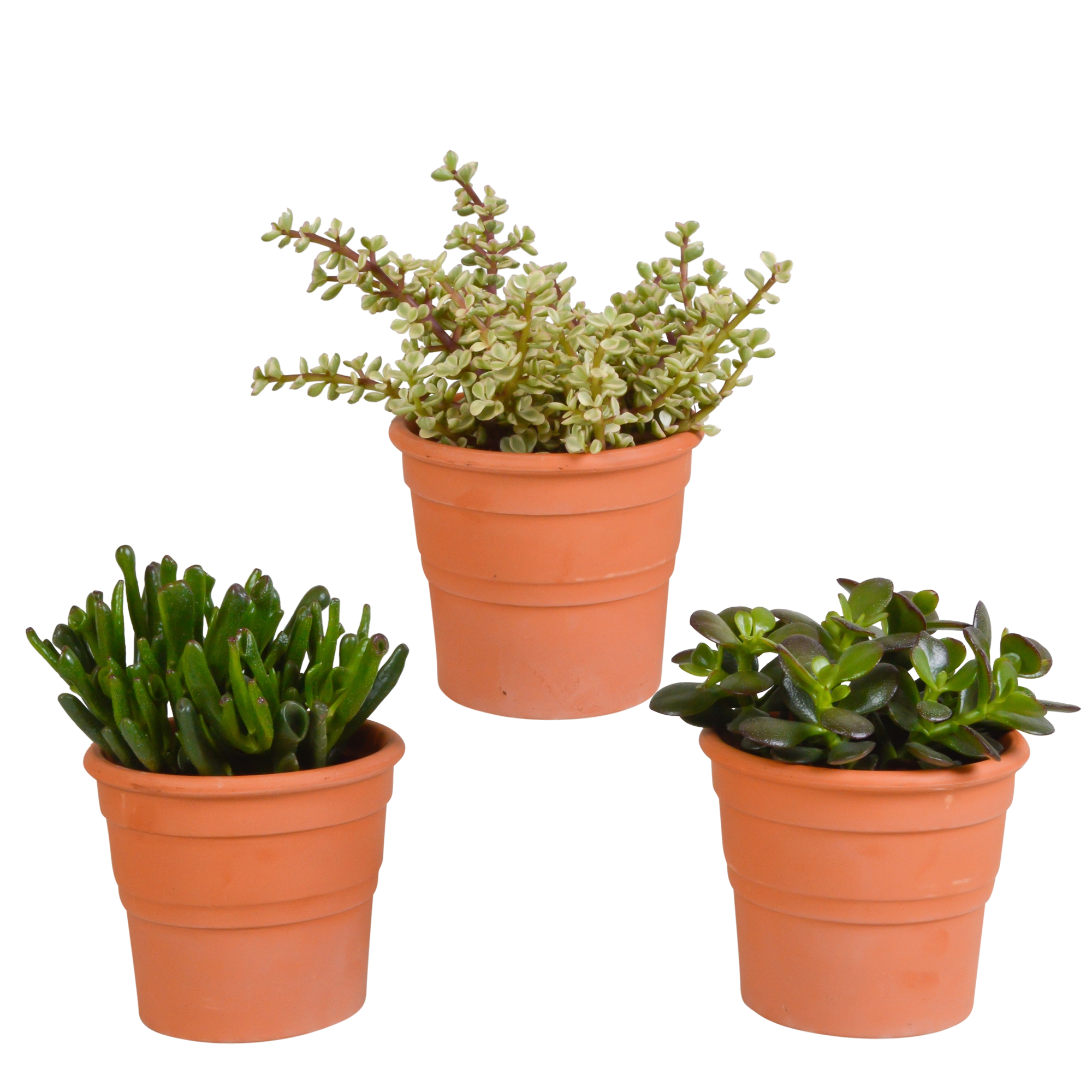 Crassula Mix – Mediterrane Miniaturbäume