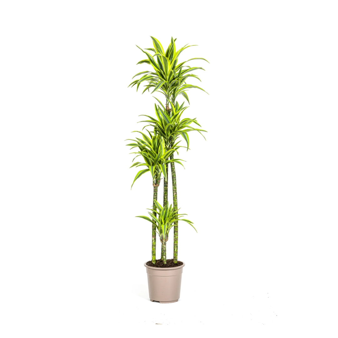 Dracaena Deremensis Lemon Lime