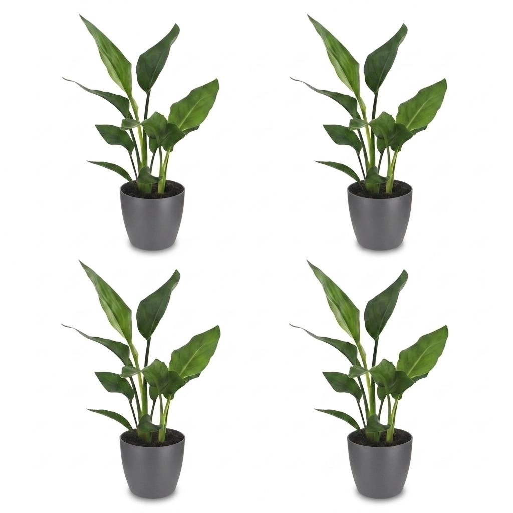 Green boutiQ - Strelitzia Reginea - Paradiesvogelblume - 4 Pflanzen - Topf 12cm - Höhe - 35cm Bild 2