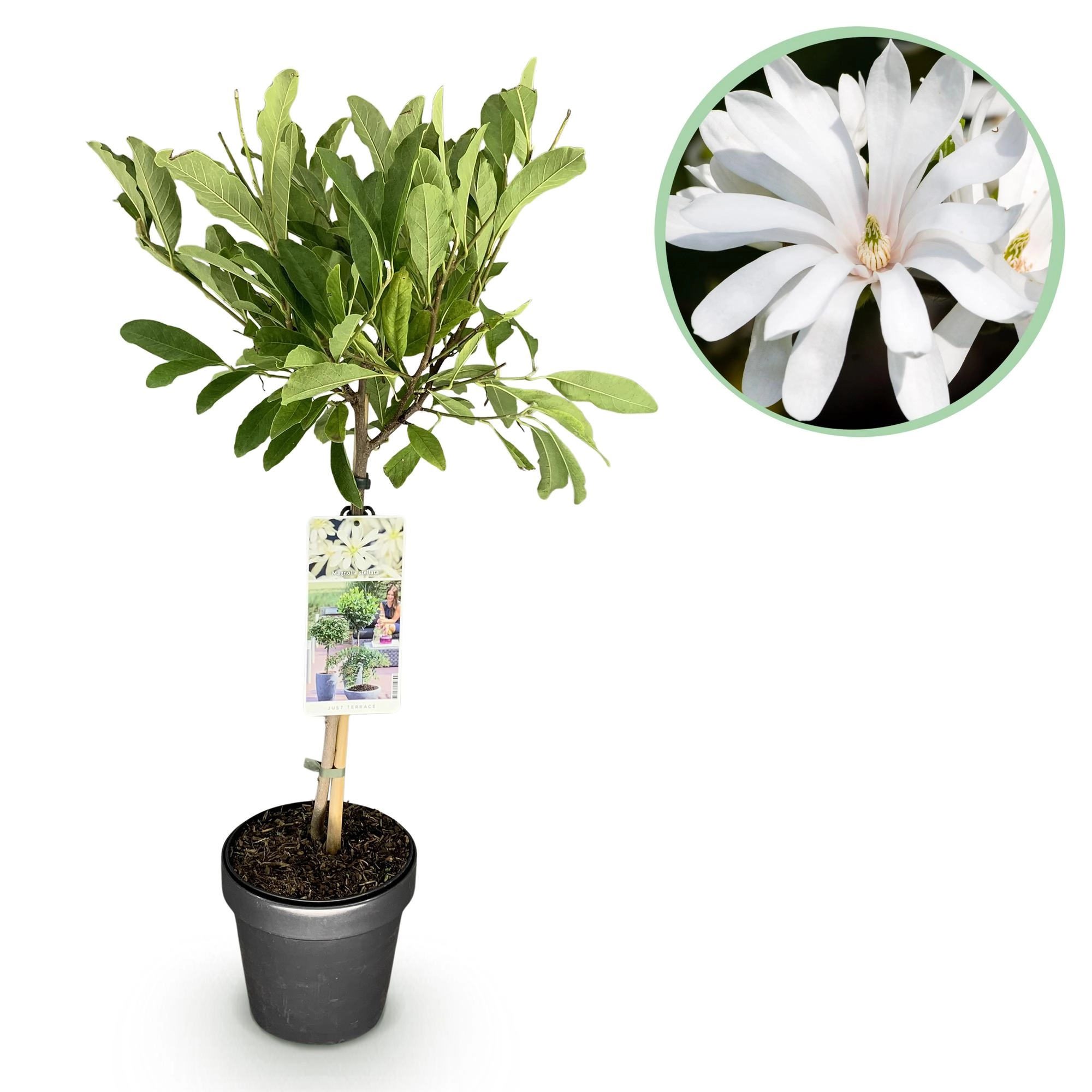 Magnolia stellata - Sternebäumchen