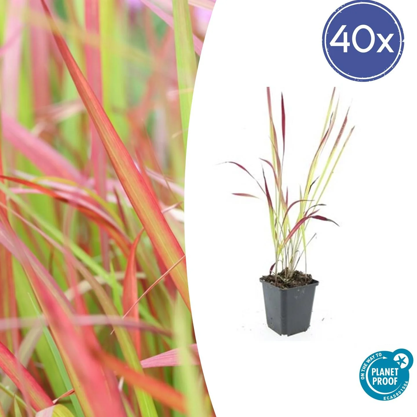 Imperata cylindrica 'Red Baron' - Japanisches Blutgras