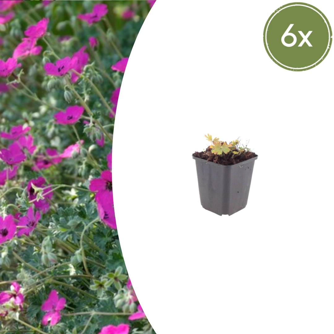 Geranium sanguineum ‘Max Frei’