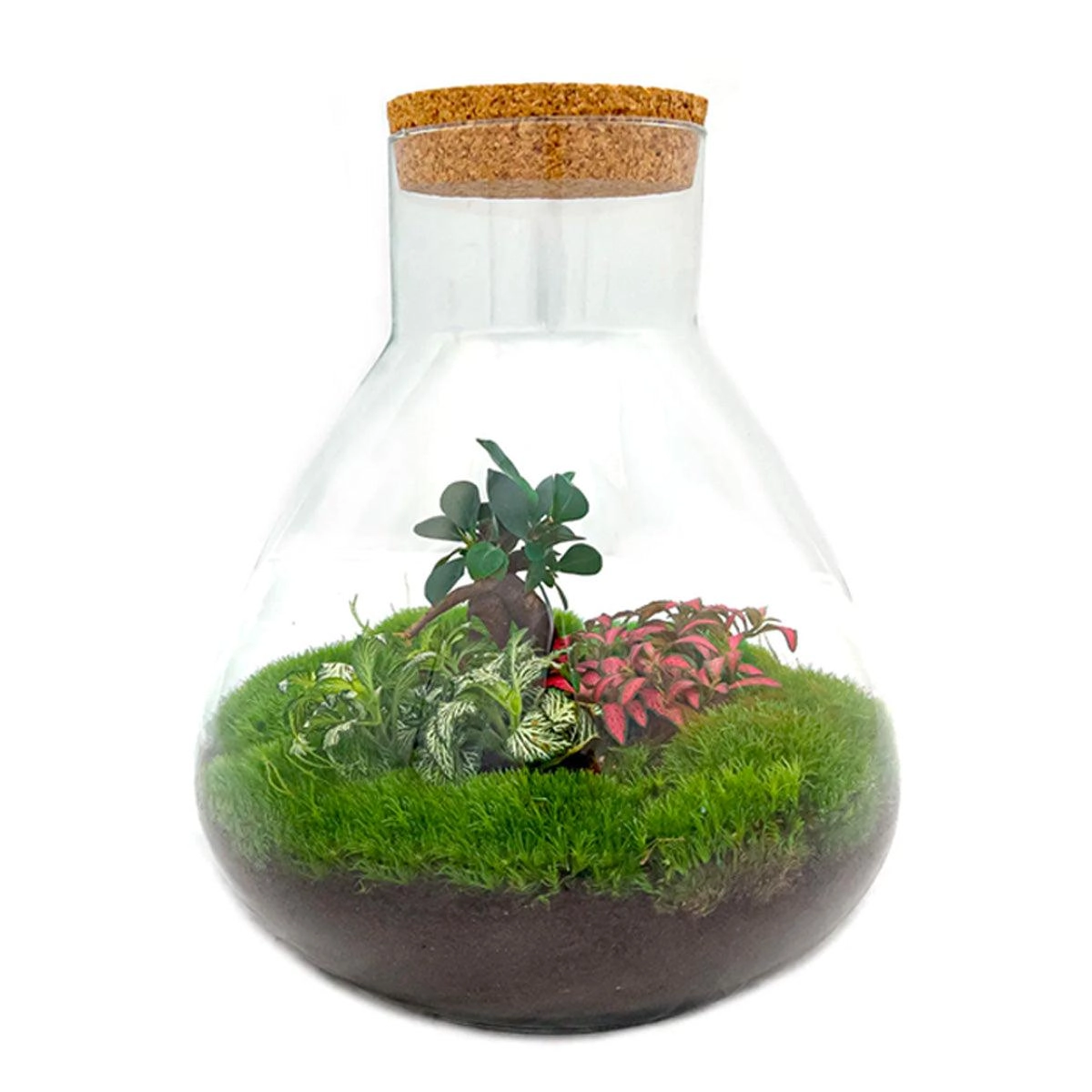 Do-It-Yourself Terrarium