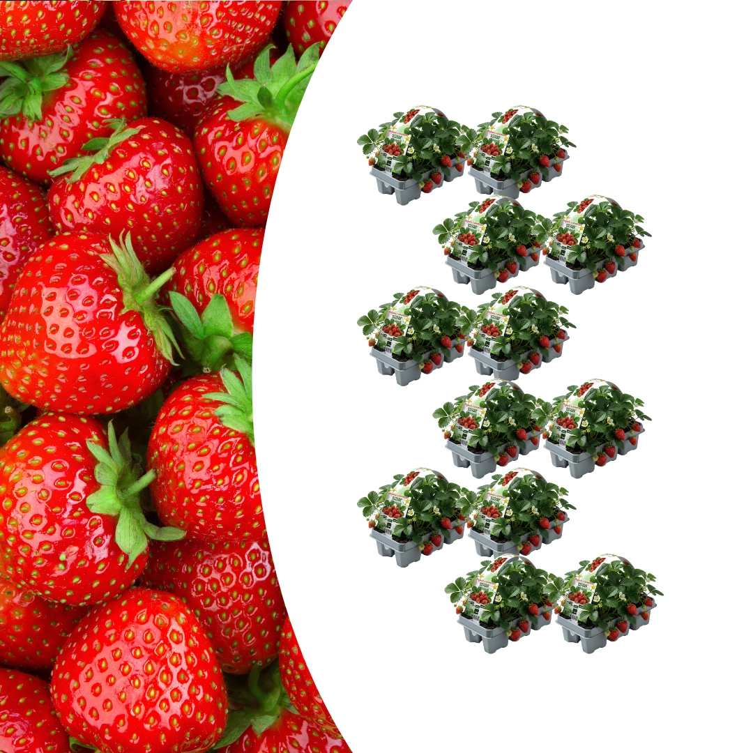 Erdbeerpflanzen 6er-Pack (Fragaria) – 100% Bio