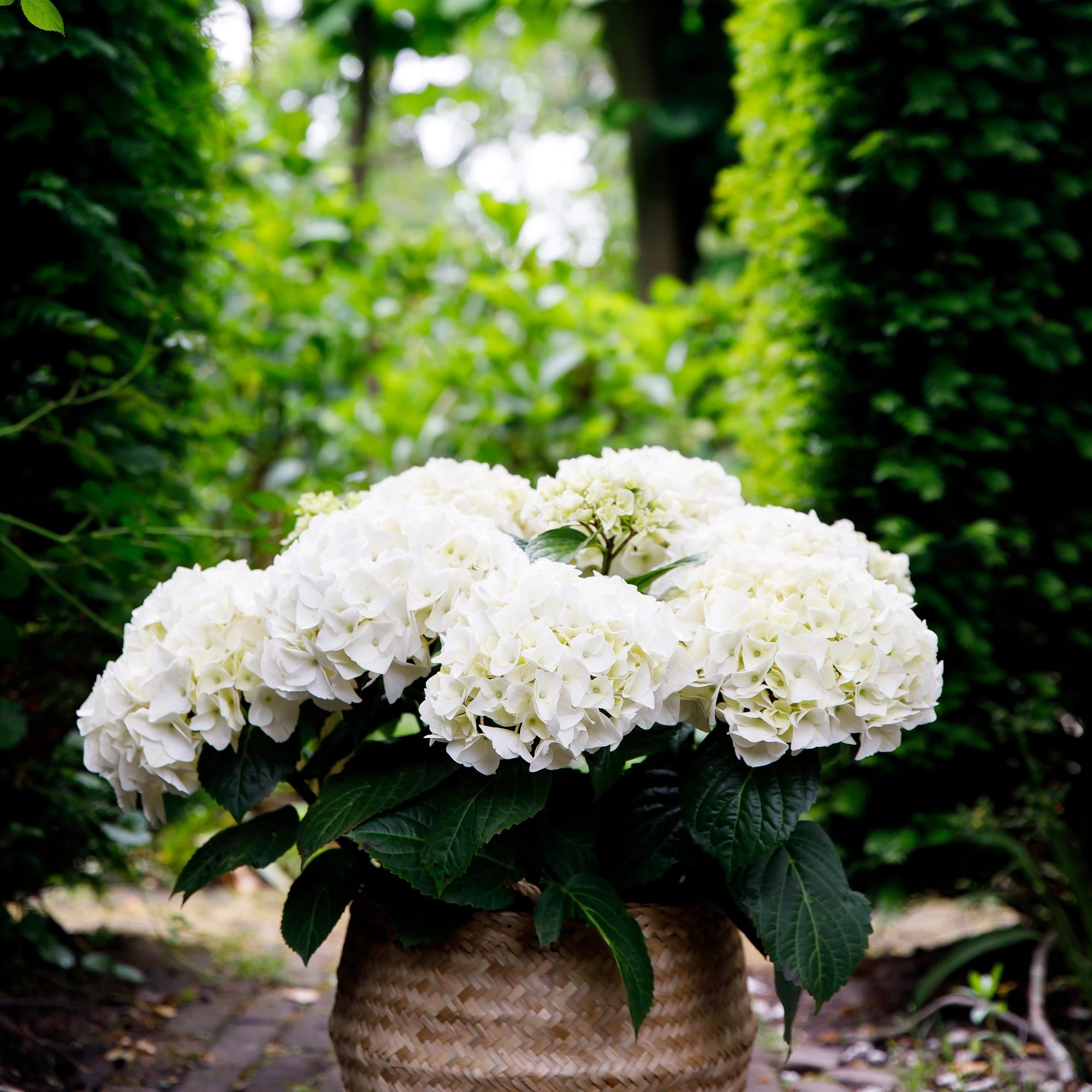Balkonpflanze - Hortensie - Hydrangea Forever & Ever - Weiß - 7-12 Blumen - 2 Pflanzen - Topf 23cm Höhe 55cm