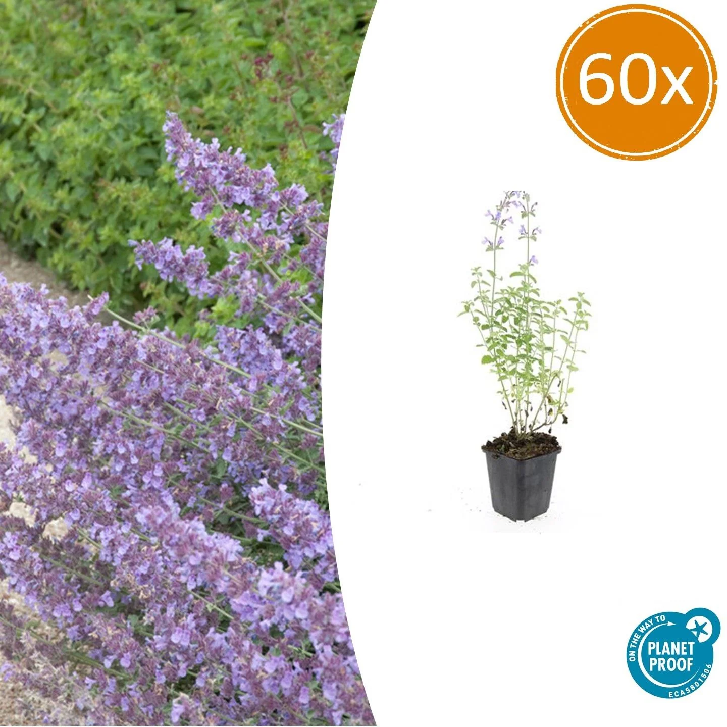 60x Nepeta Walkers Low - ↕10-25cm - Ø9cm Bild 1