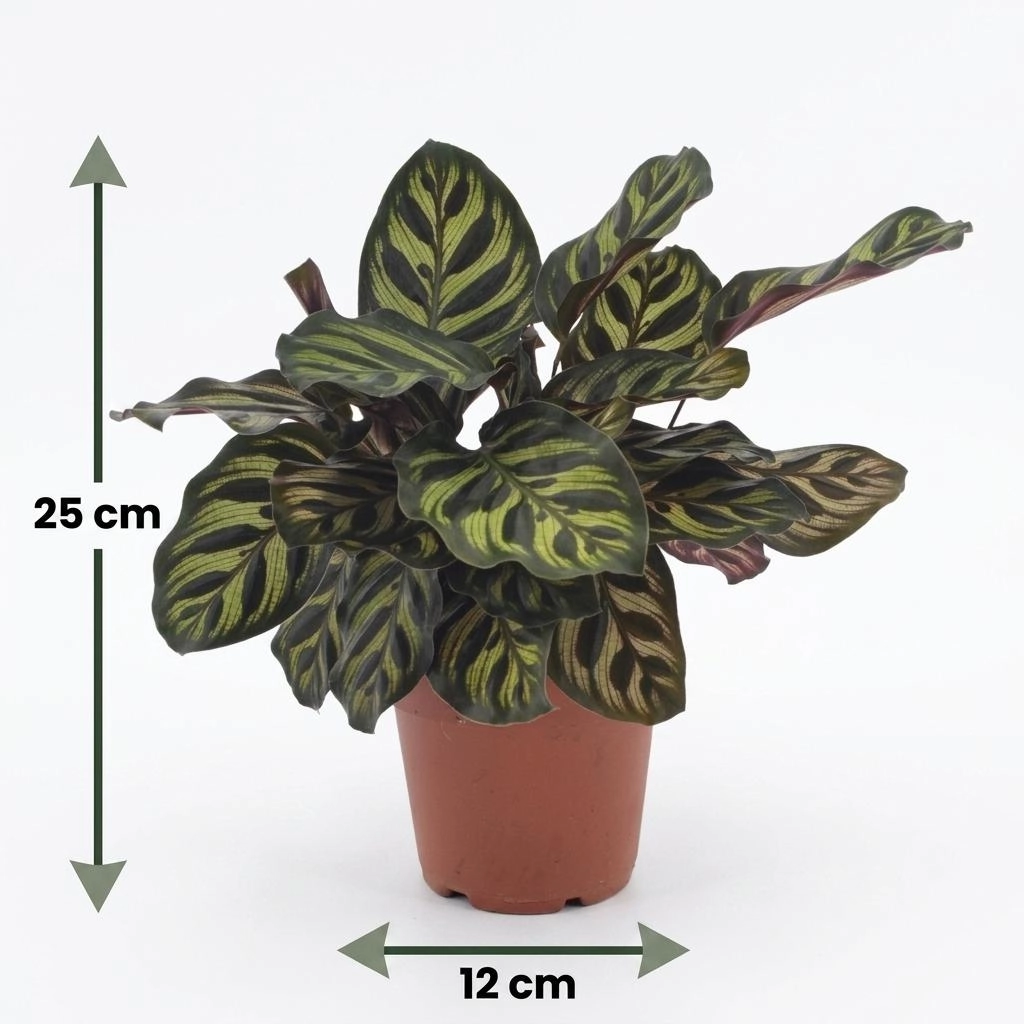 Green boutiQ - Calathea Makoyana - Pfauenpflanze - 2 Pflanzen - Topf 12cm - Höhe 25cm Bild 5