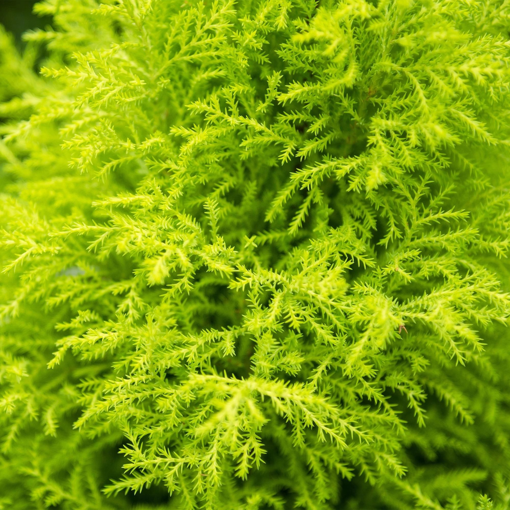 Cupressus Gold Crest Wilma