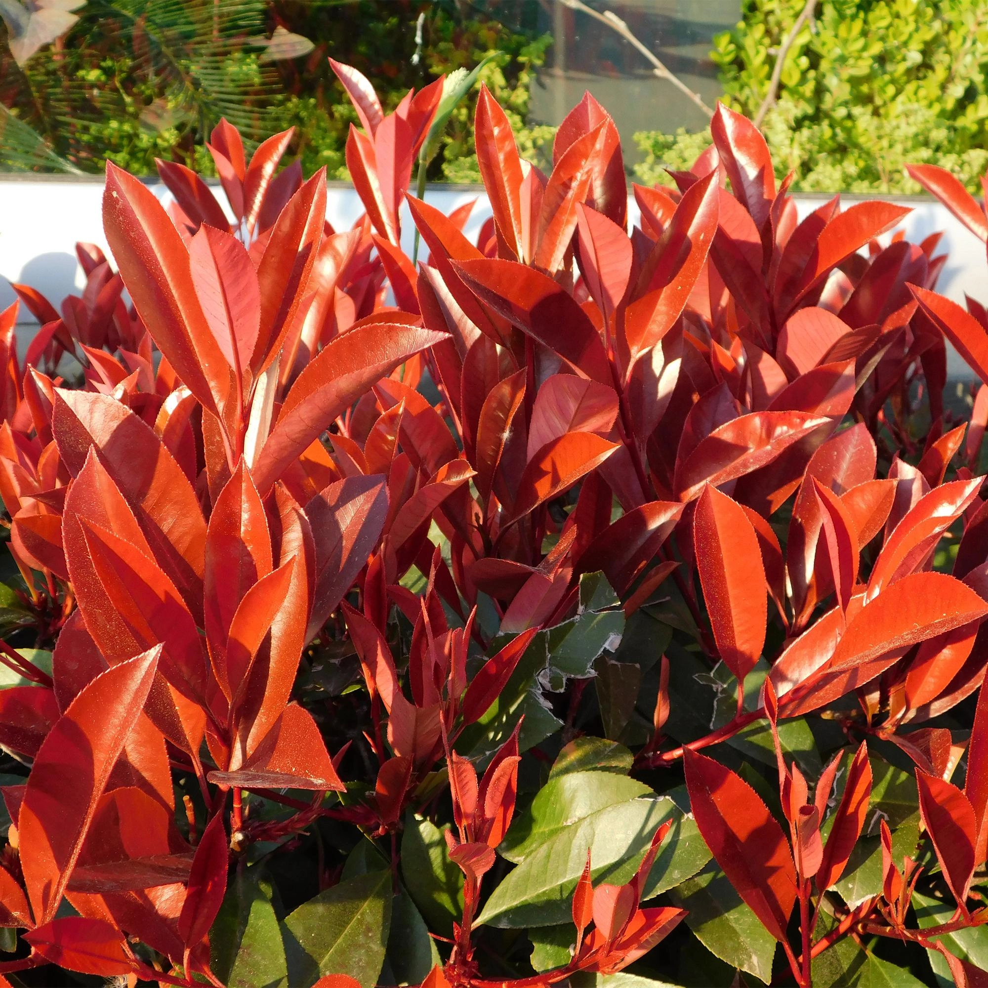 8x Photinia fraseri Red Robin - Glanzmispel - Heckenpflanzen - Immergrün - Rot - Topf 9cm - Höhe 25-35cm Bild 4