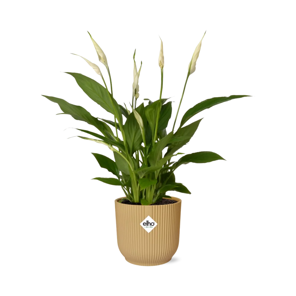 Friedenslilie (Spathiphyllum) – elegante Zimmerpflanze