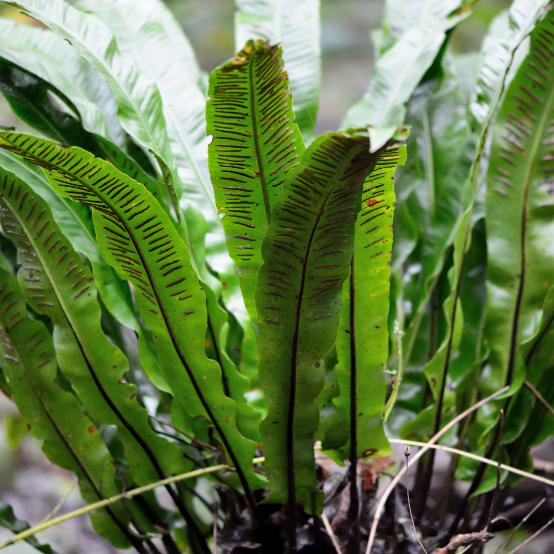 Asplenium scolopendrium - Hirschzungenfarn