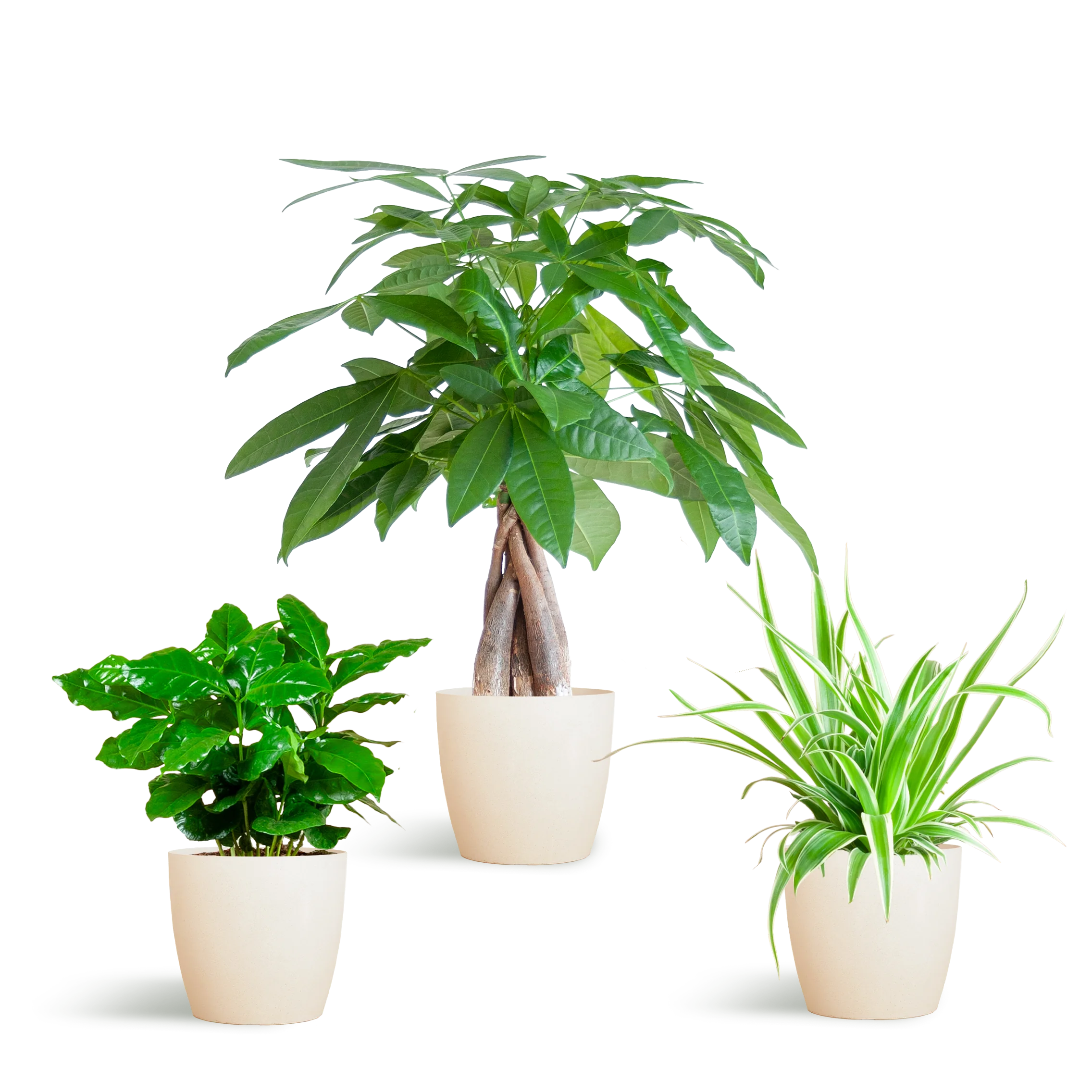 Tierfreundliche Pflanzenbox mit 3 ungiftigen Pflanzen