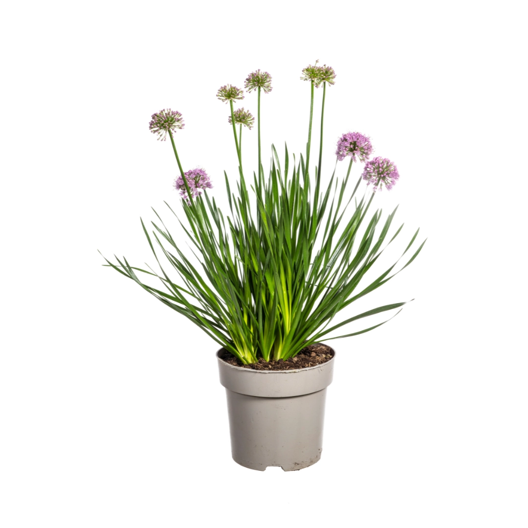 Allium senescens Millenium Ø19 cm - ↕60 cm Bild 1