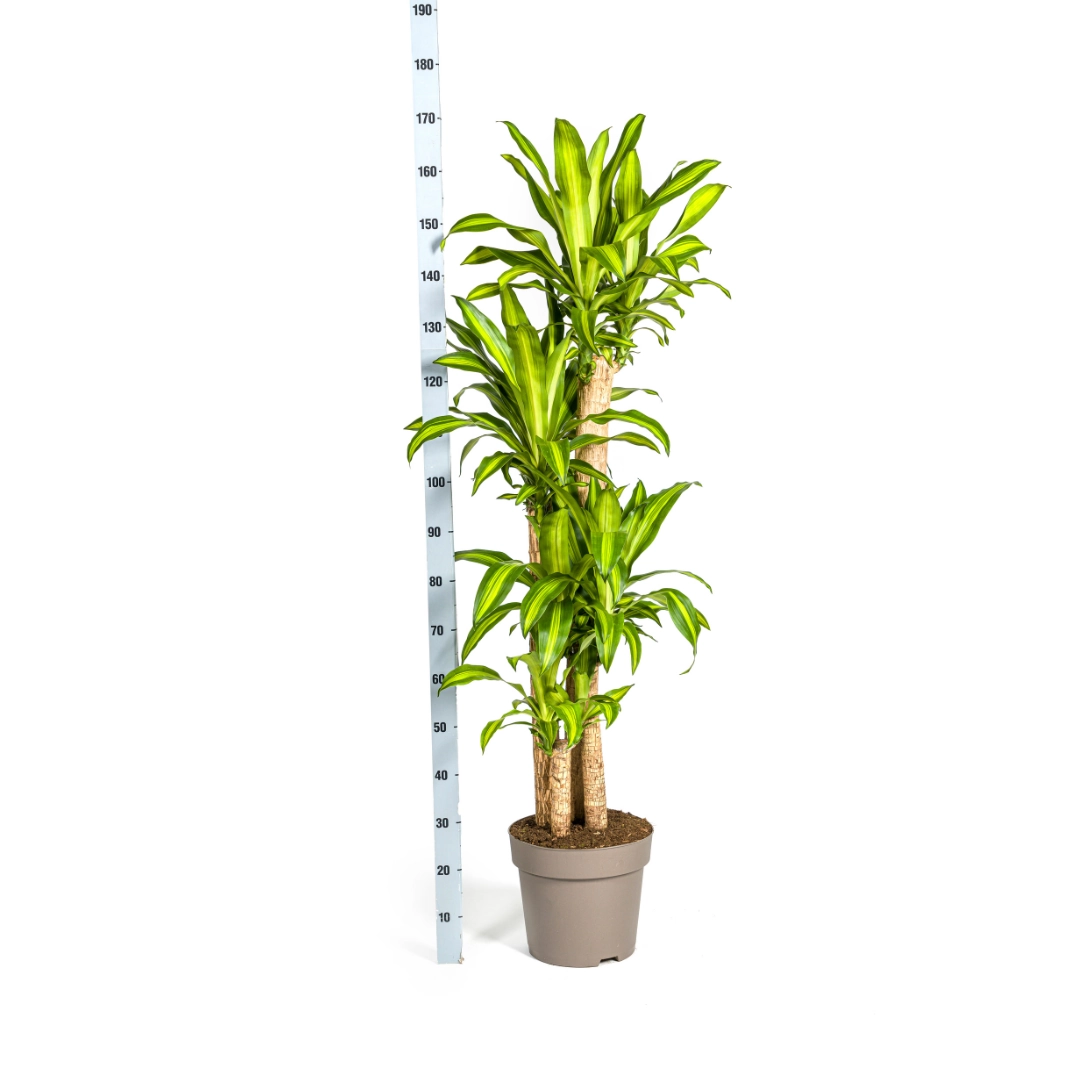 Dracaena Fragrans Massangeana – Zimmerpflanze mit tropischem Flair