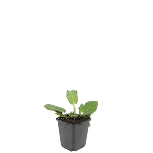 48x Salvia nem. Mainacht - ↕10-25cm - Ø9cm Bild 2