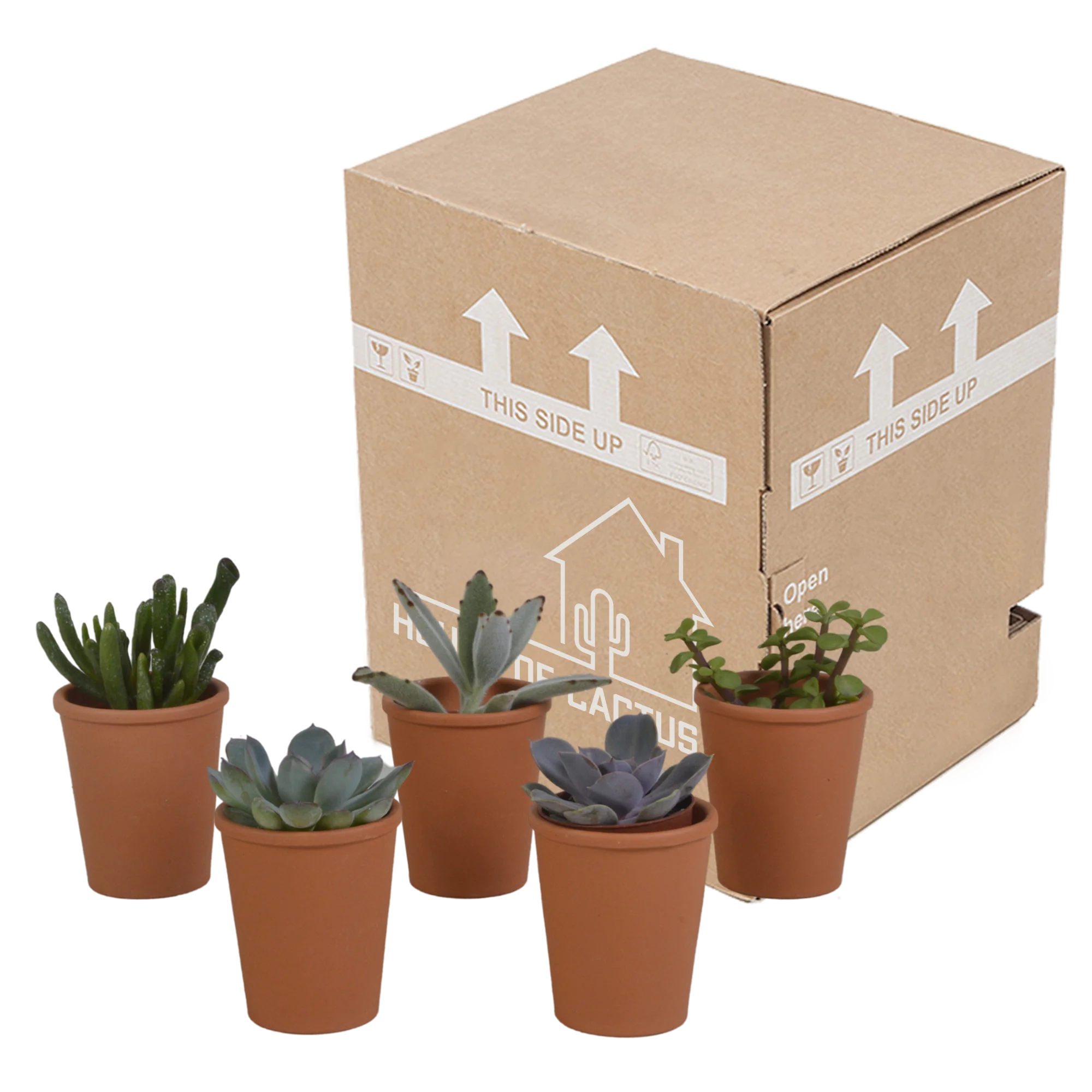 Sukkulentenmix im Terrakottatopf