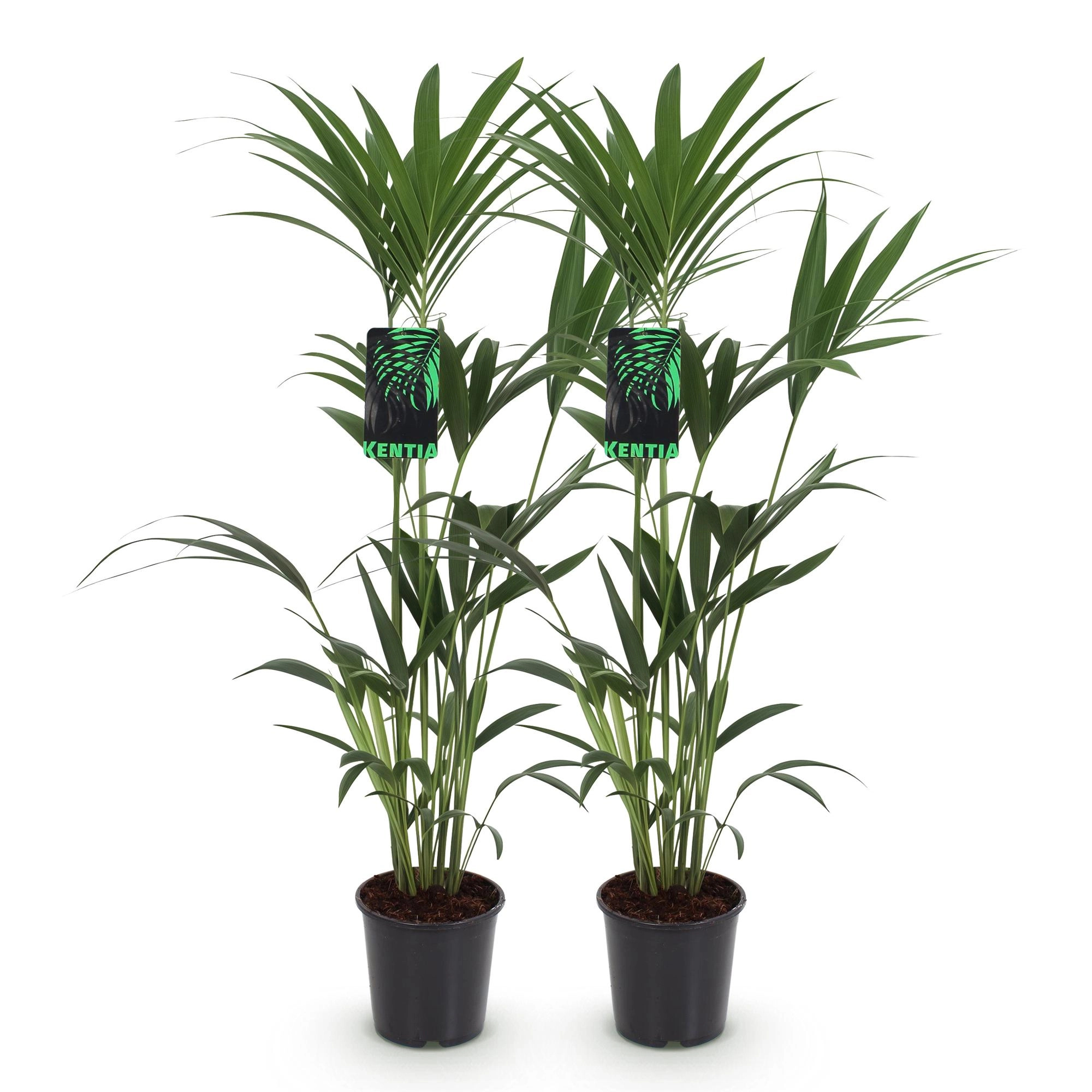 Howea Forsteriana - Kentia Palme