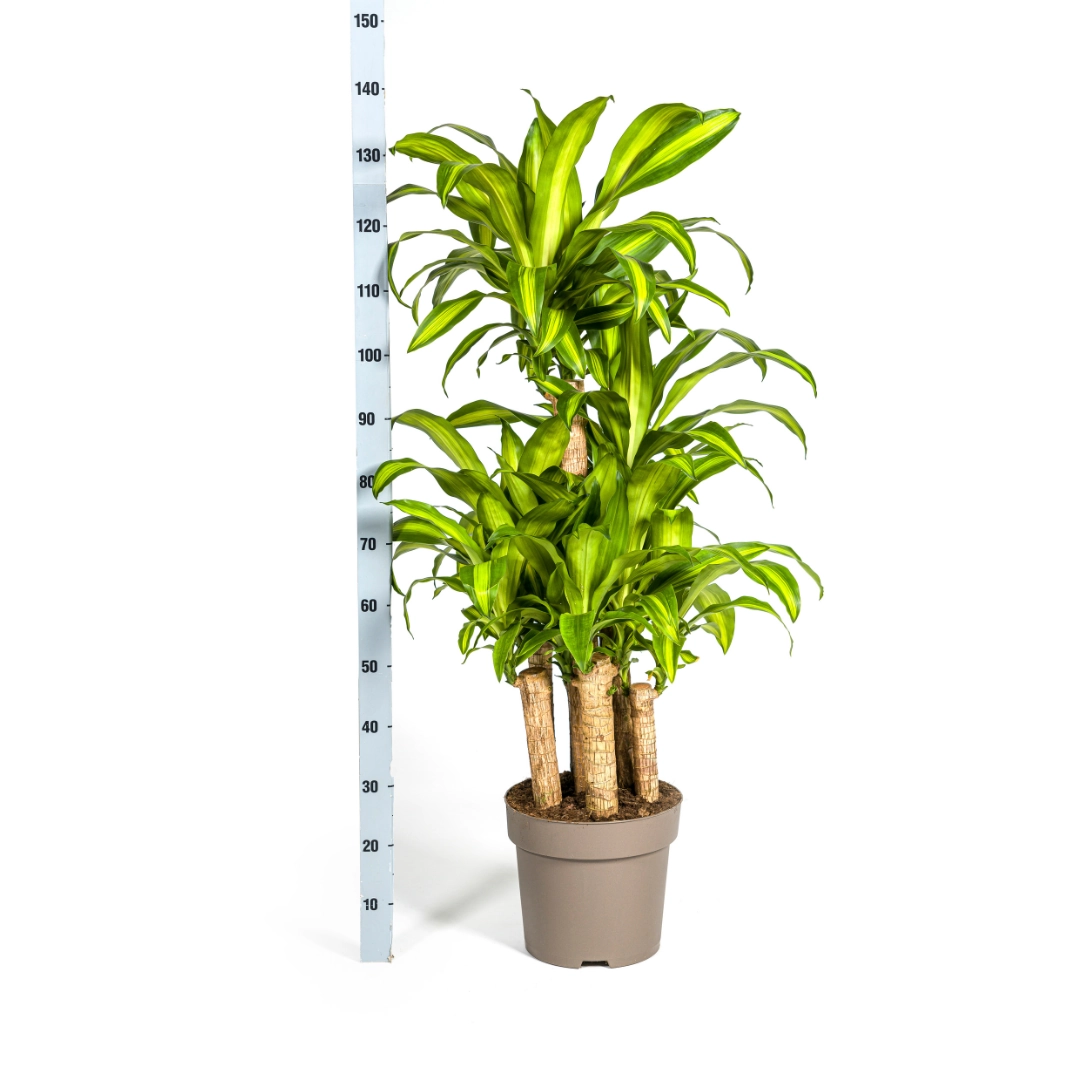 Dracaena Fragrans Massangeana Karussell Ø30cm - ↕130 - 150cm Bild 5