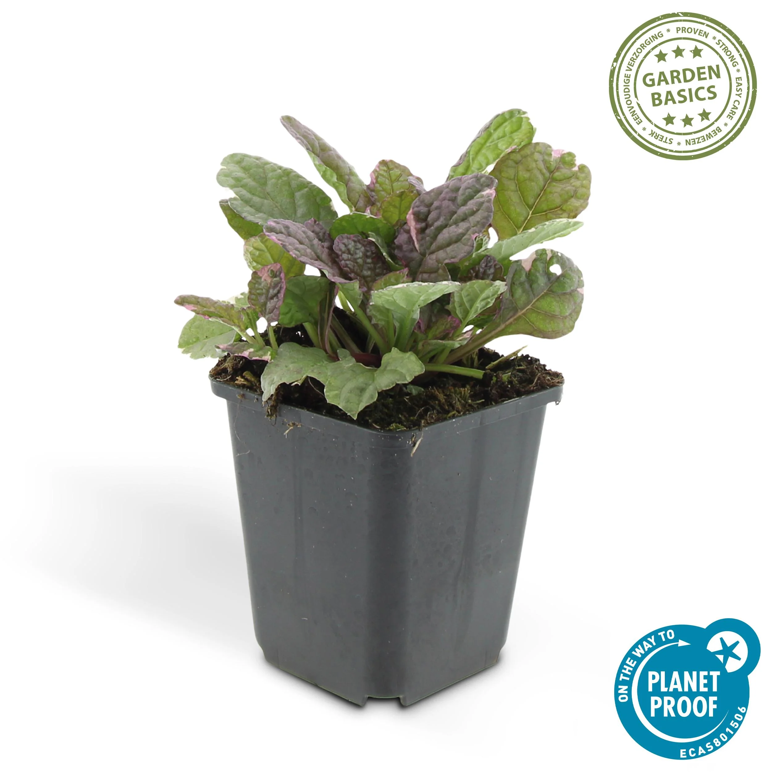 Ajuga reptans 'Burgundy Glow'