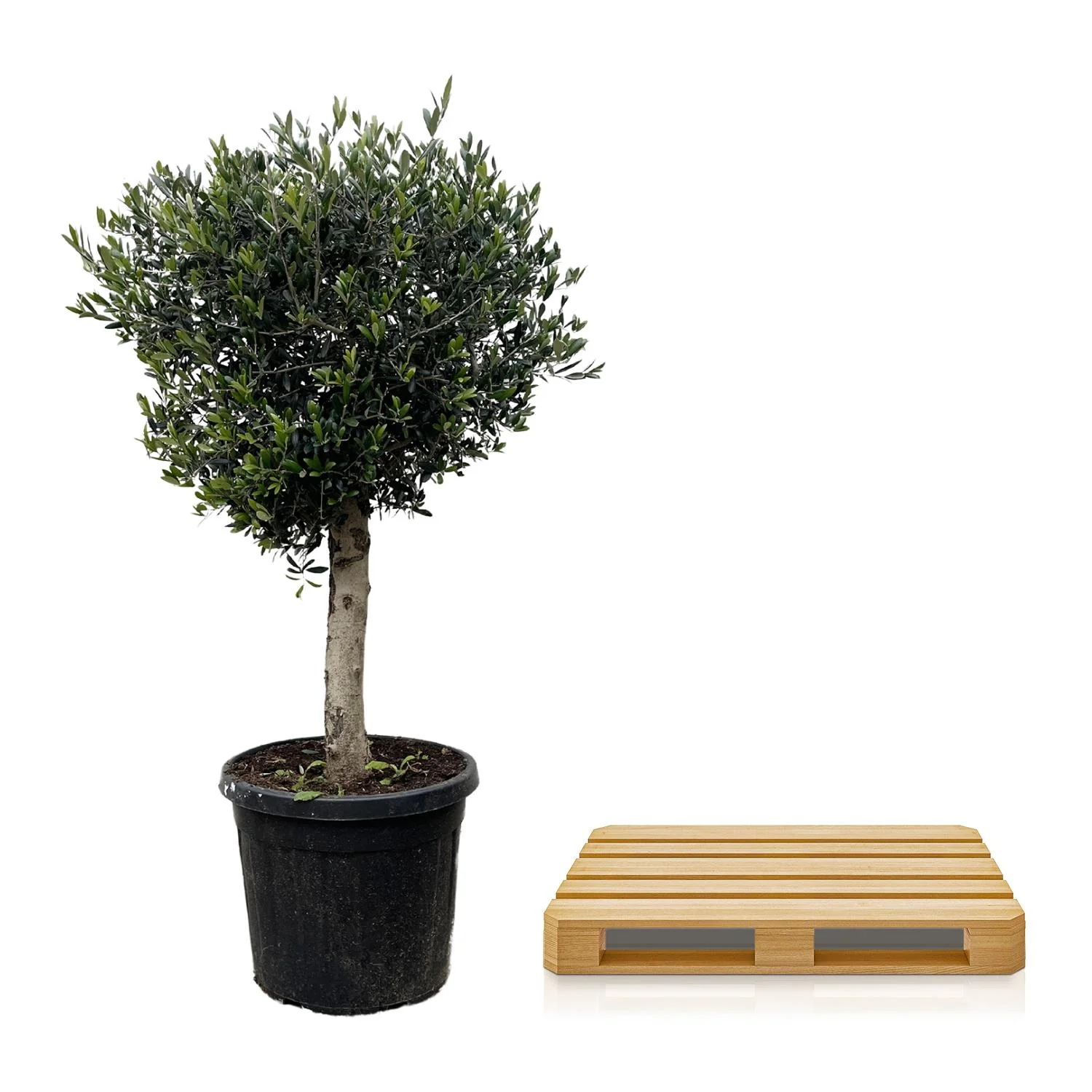 Olea Europaea Lorc - 180cm- Ø50