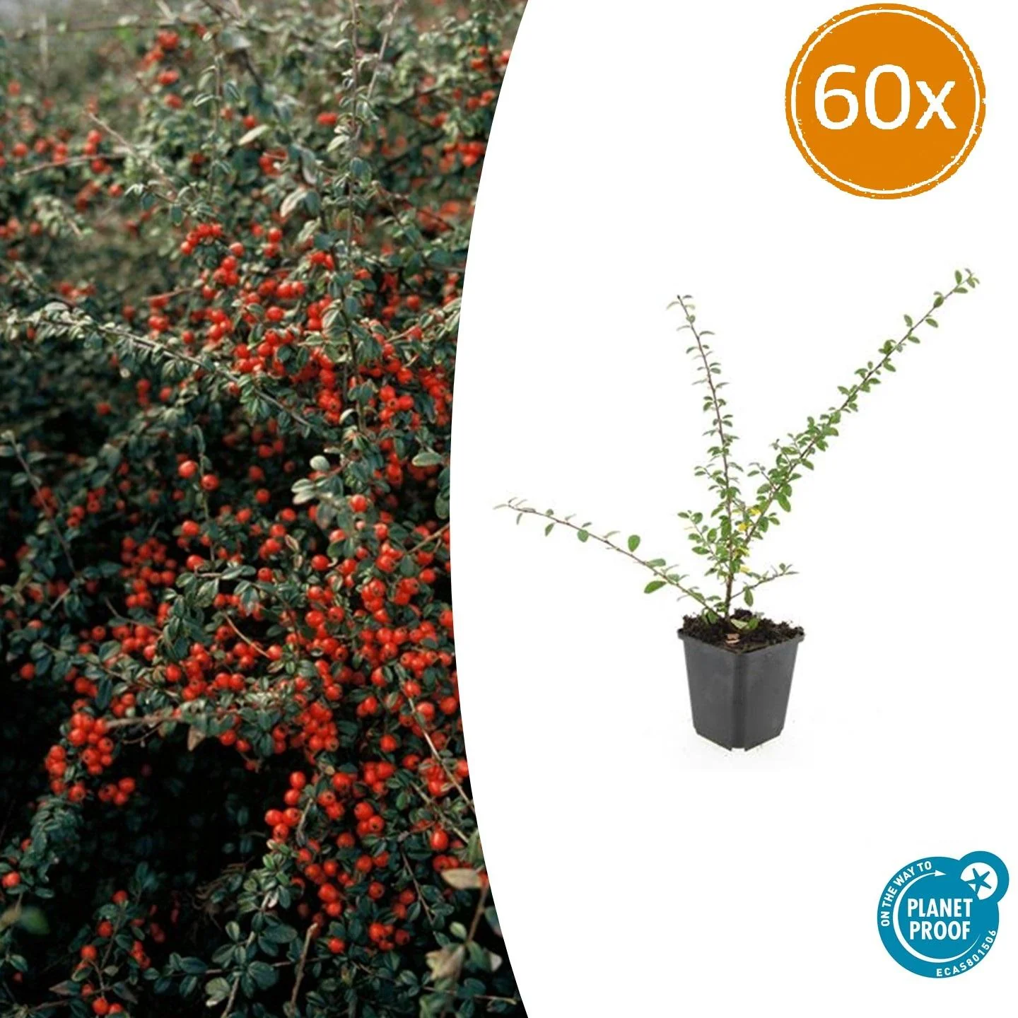 Cotoneaster suecicus 'Coral Beauty'