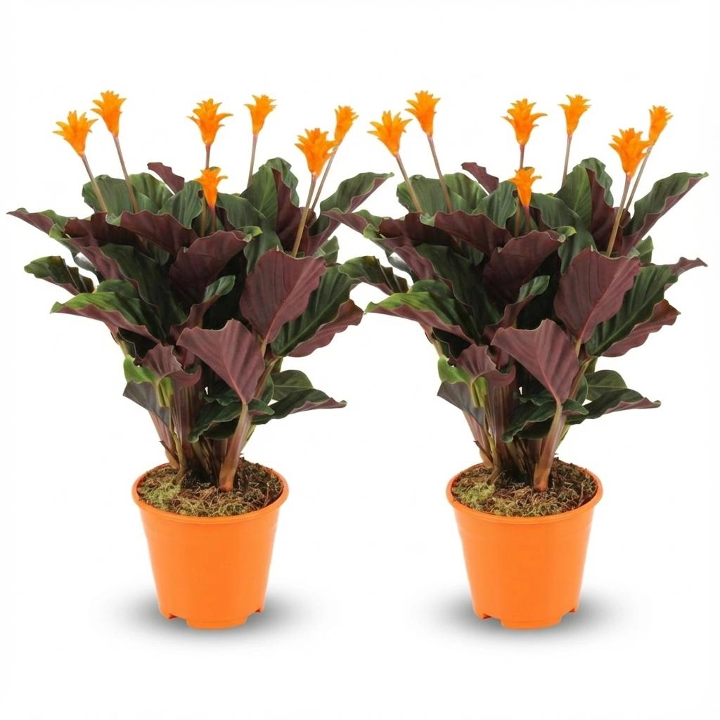 Calathea Crocata