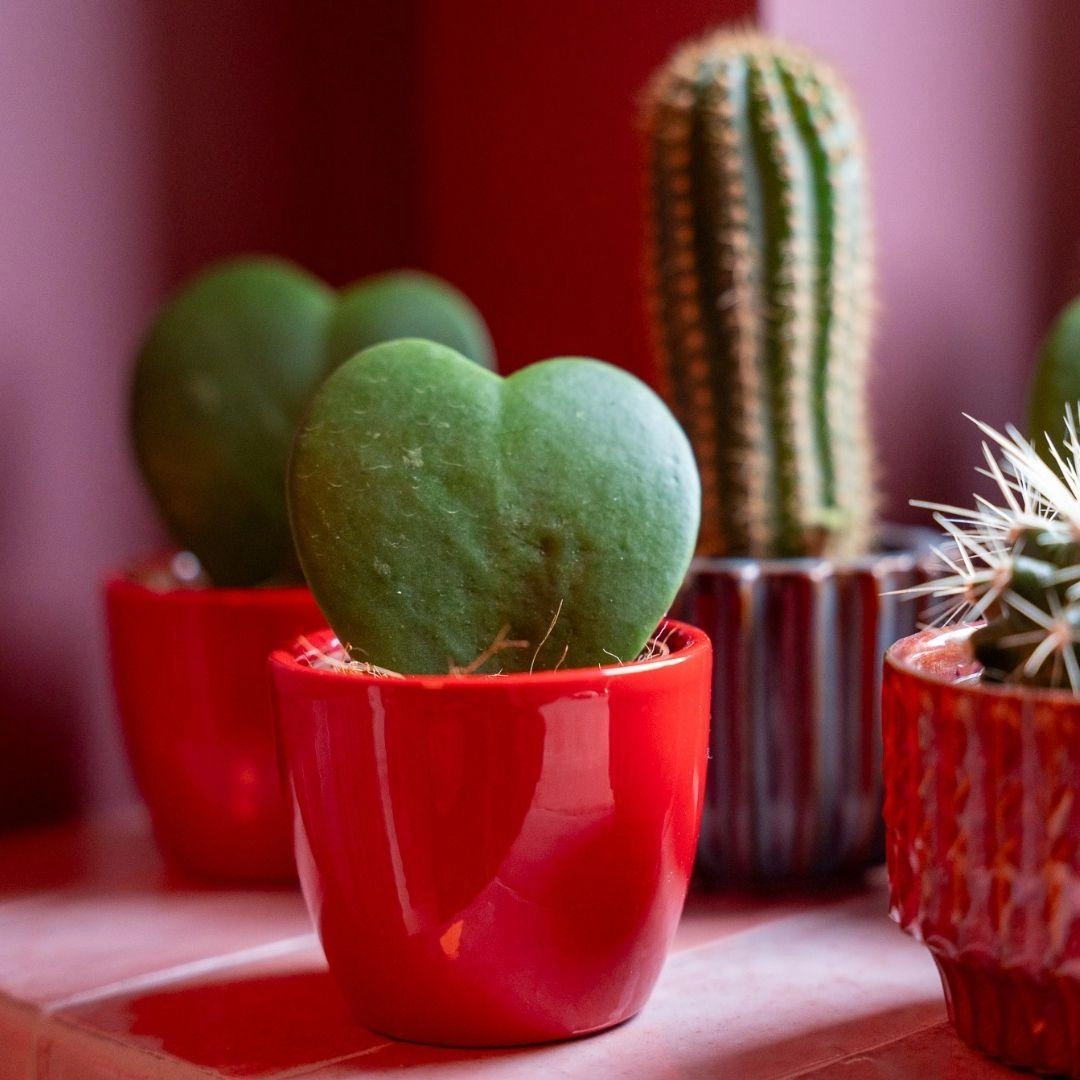 Mini Pflanzen-Set – 3× Hoya Kerrii in Love-Pots