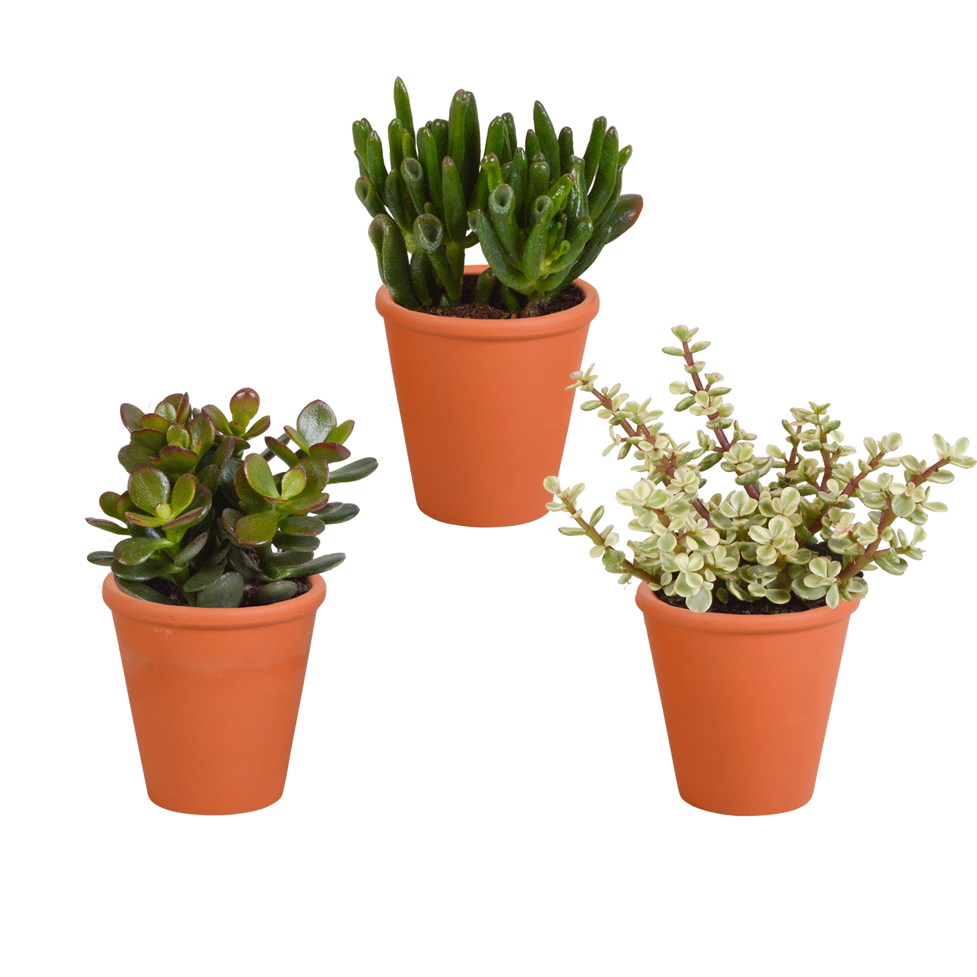 Crassula-Mix (3er) im mediterranen Terrakotta-Topf