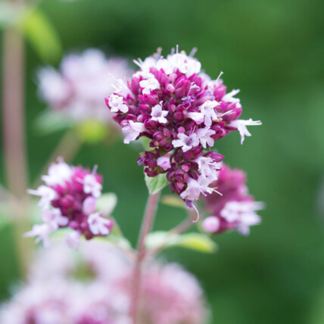 Origanum laevigatum ‘Herrenhausen’