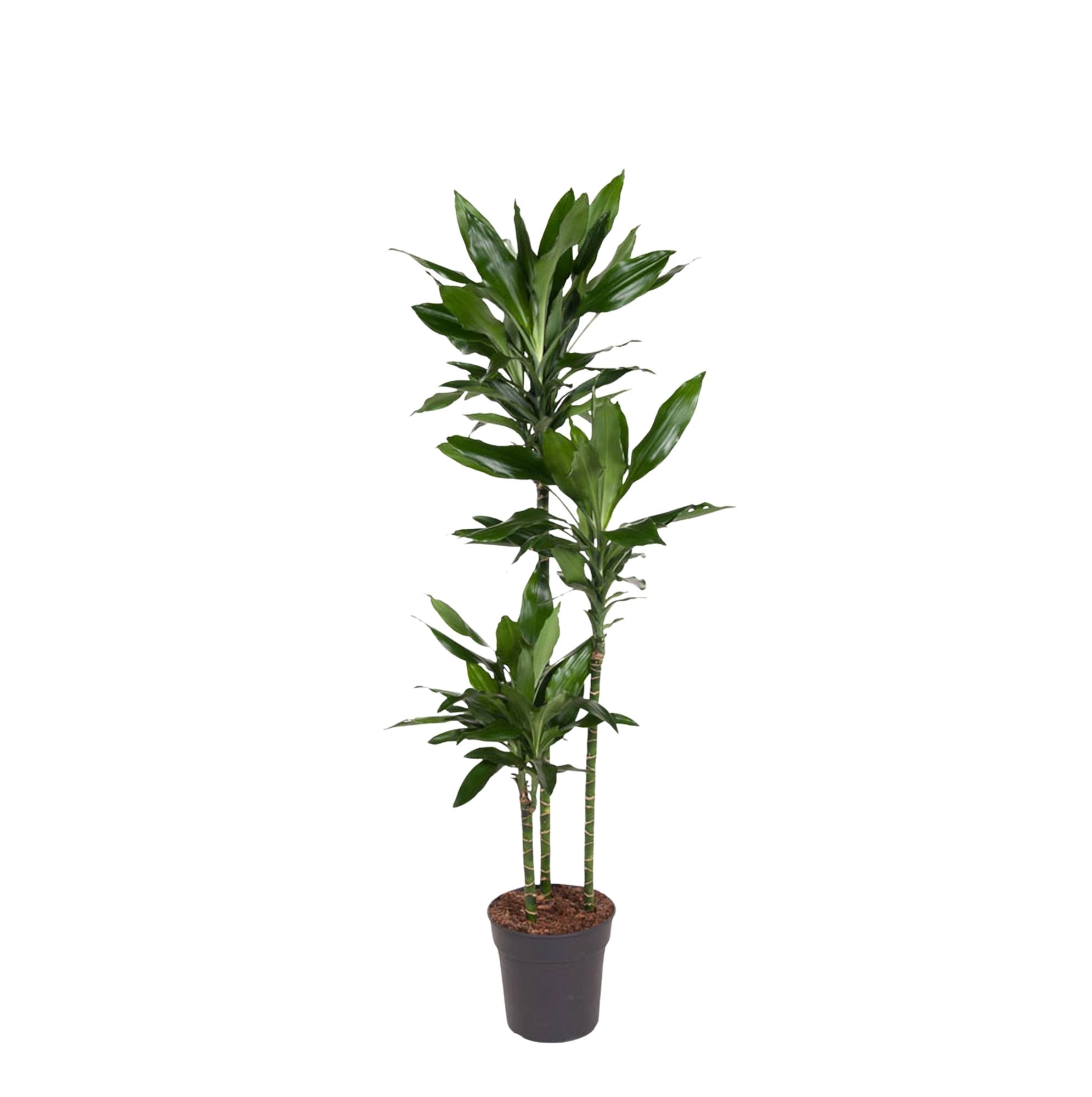 Dracaena Janet Lind - 150-160 cm - ø24 Bild 1