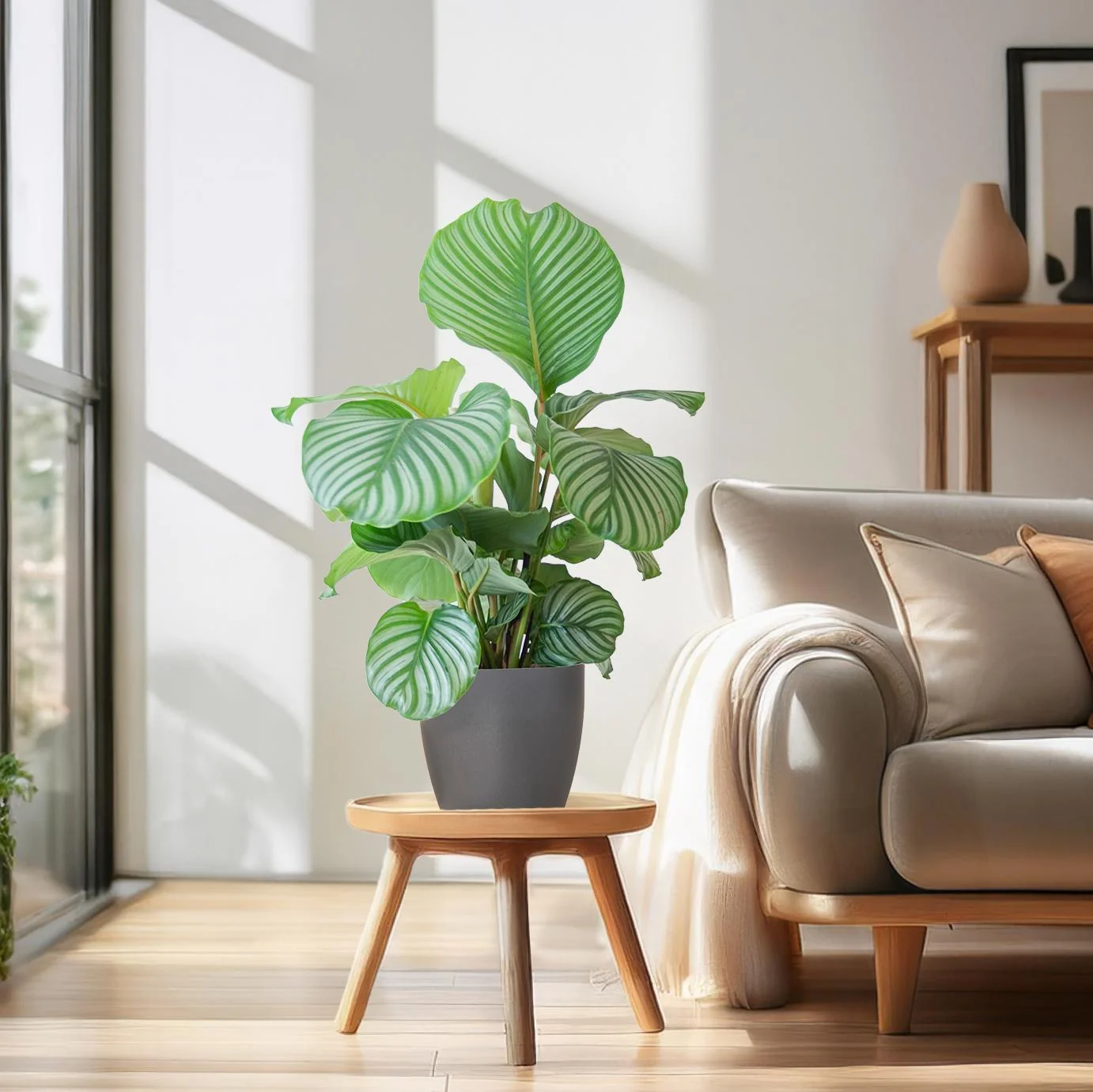 Calathea Orbifolia mit Potter grau - 65cm - Ø21 Bild 3