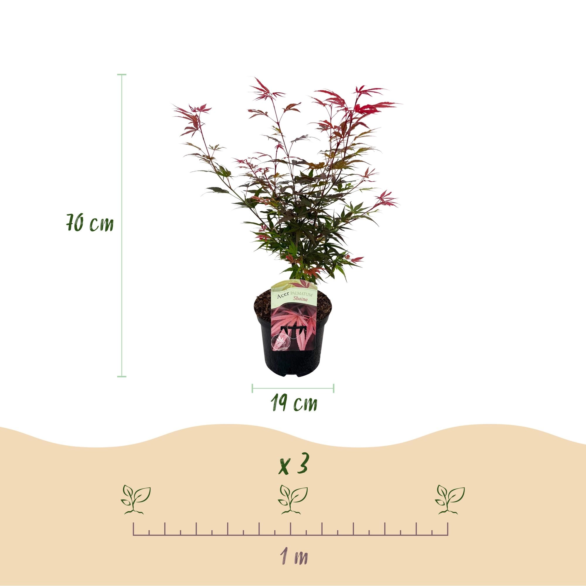 Acer palmatum Shaina Bild 3