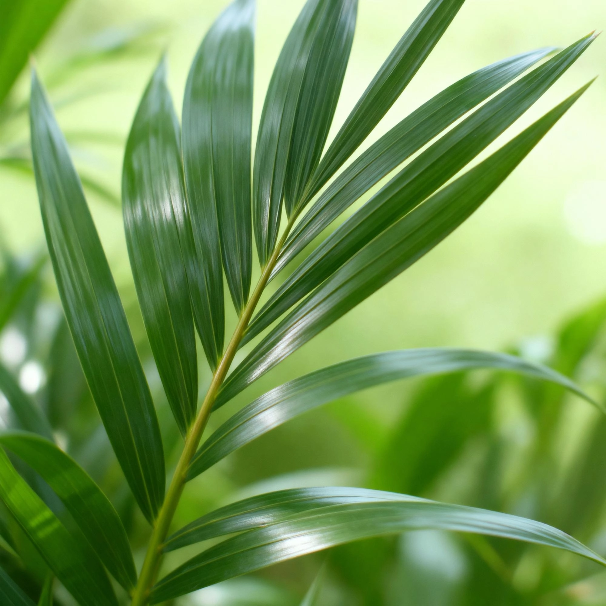 Howea Forsteriana - Kentia-Palme