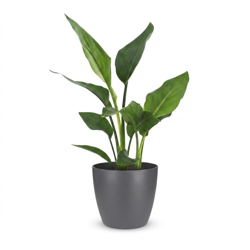 Green boutiQ - Strelitzia Reginea - Paradiesvogelblume - 1 Plant - met Potter Grijs - Pot 12cm - Hoogte - 35cm Bild 2