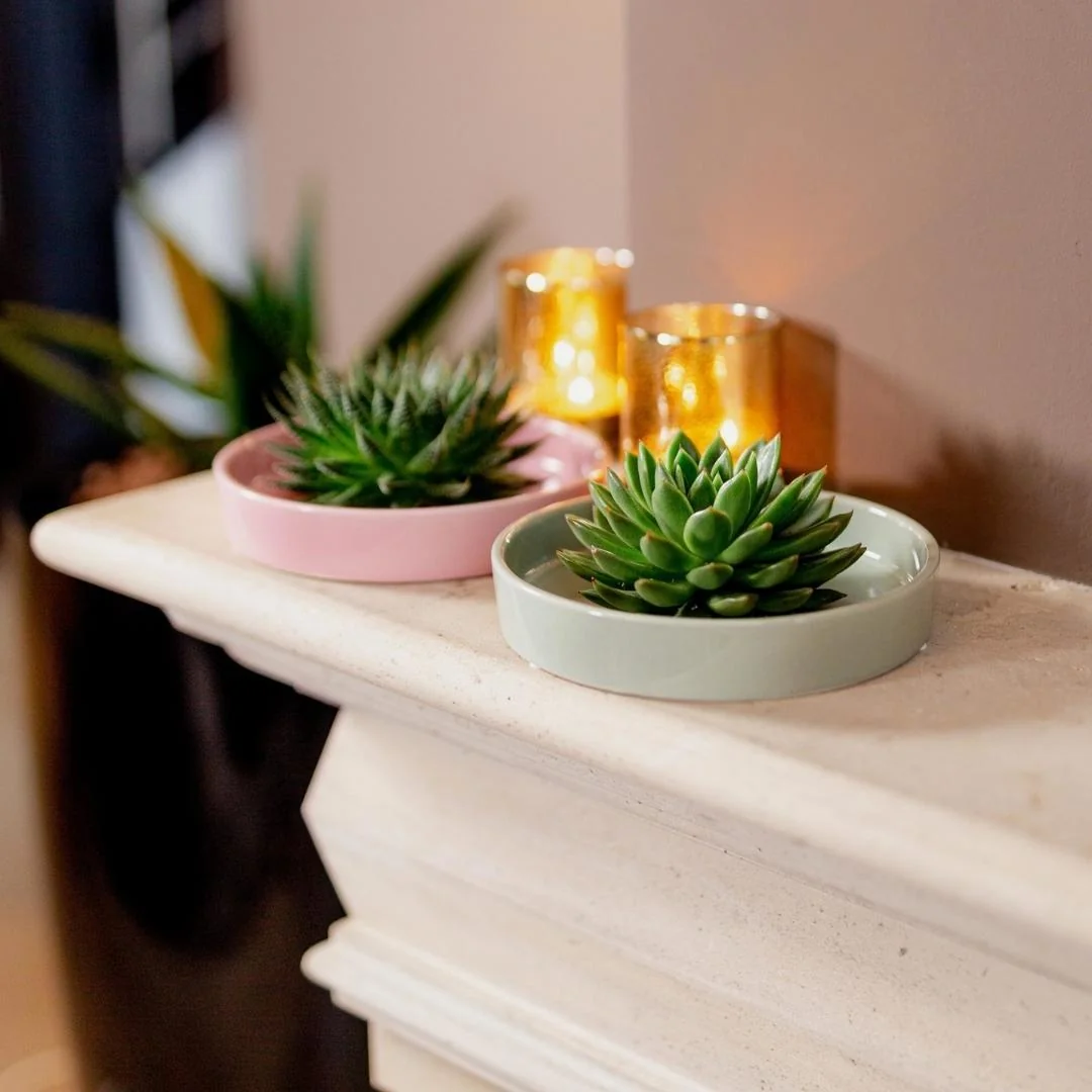 Echeveria Pulidonis in weißer Schale Bild 14
