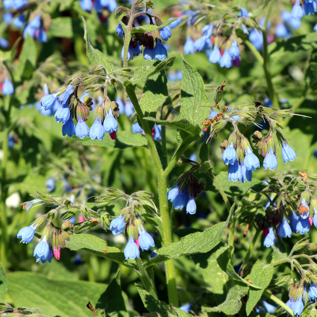 Symphytum grandiflorum ‘Wisley Blue’